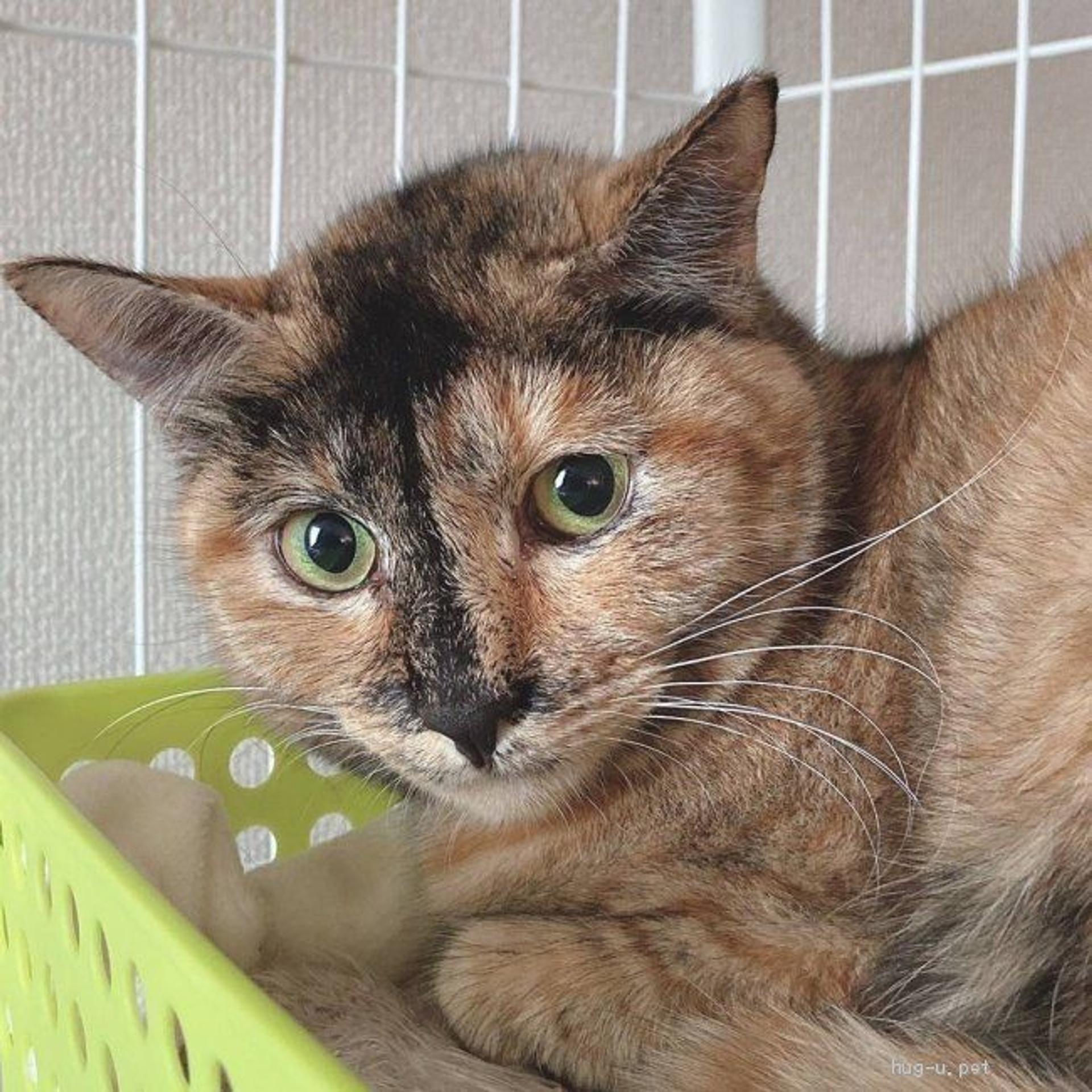 pet-image-3