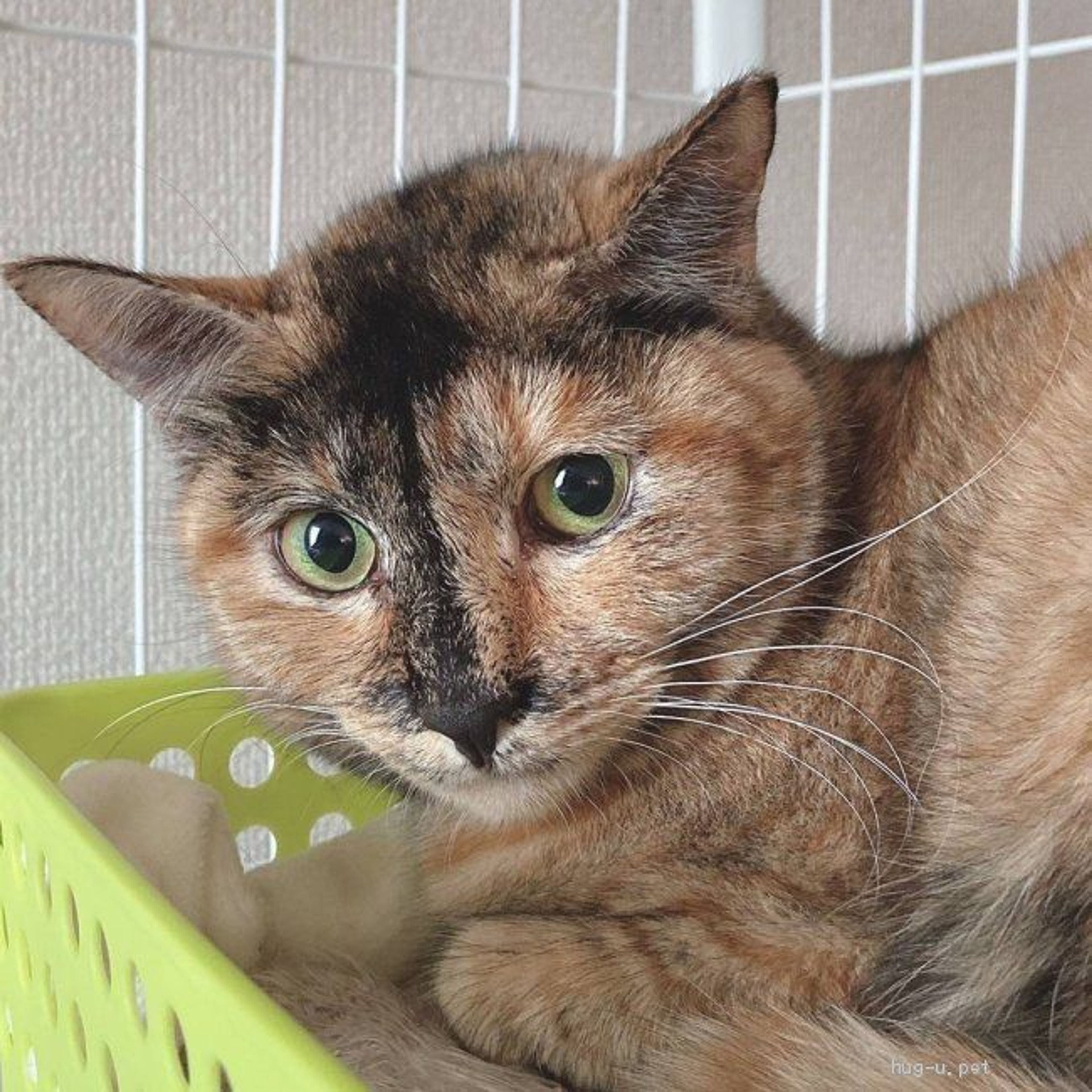 pet-image-3