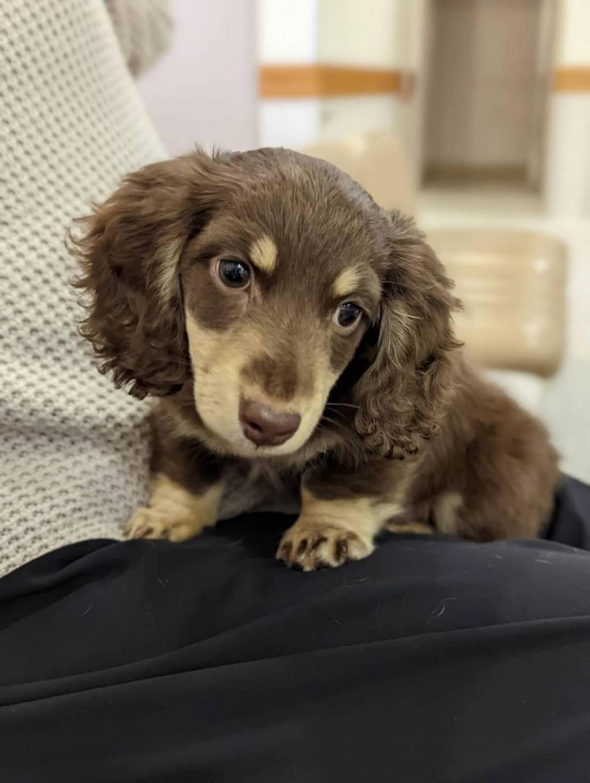 pet-image-3