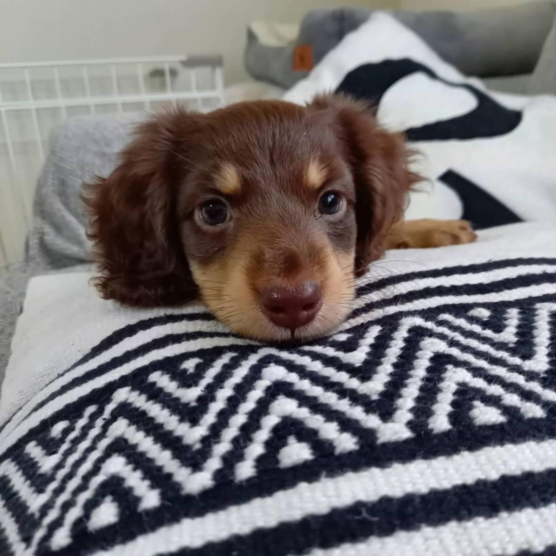 pet-image-4