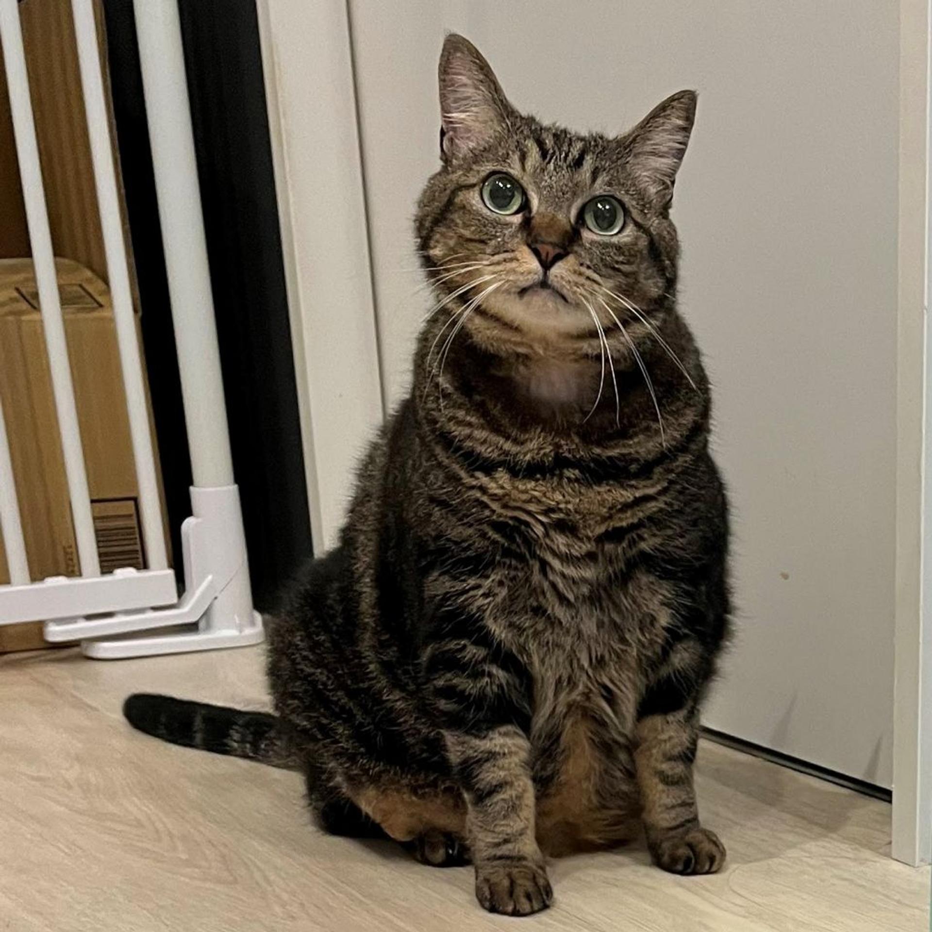 pet-image-2