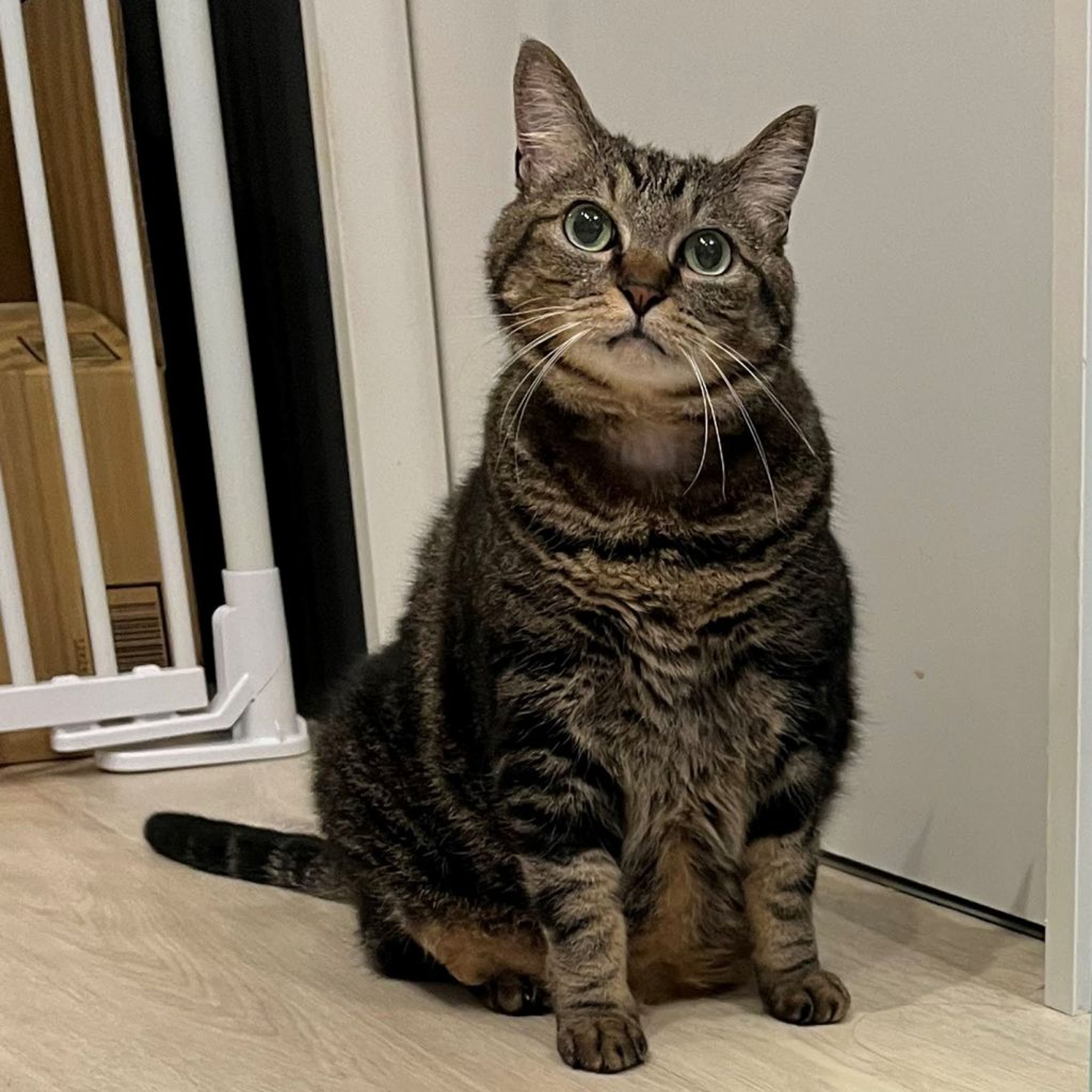 pet-image-2