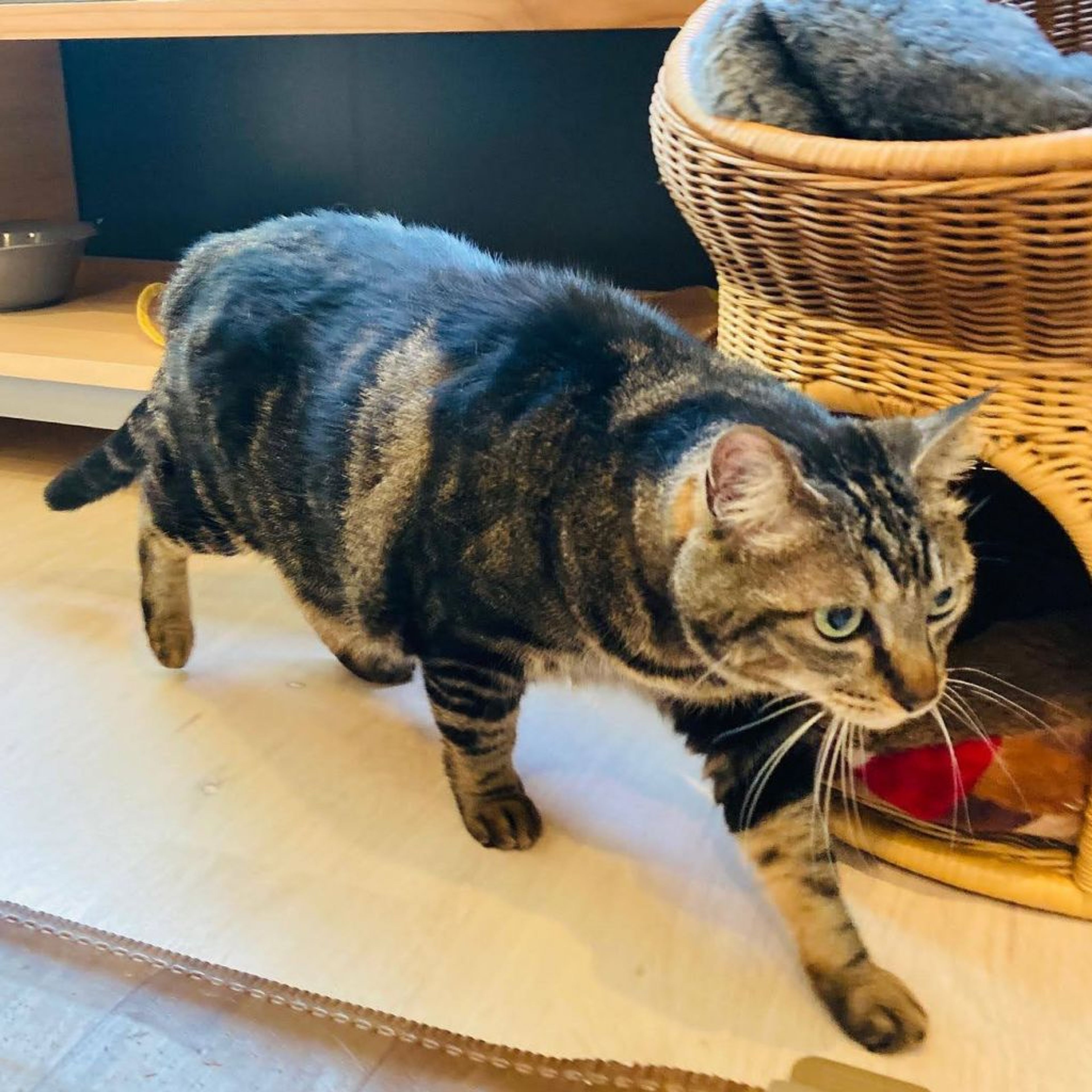 pet-image-3