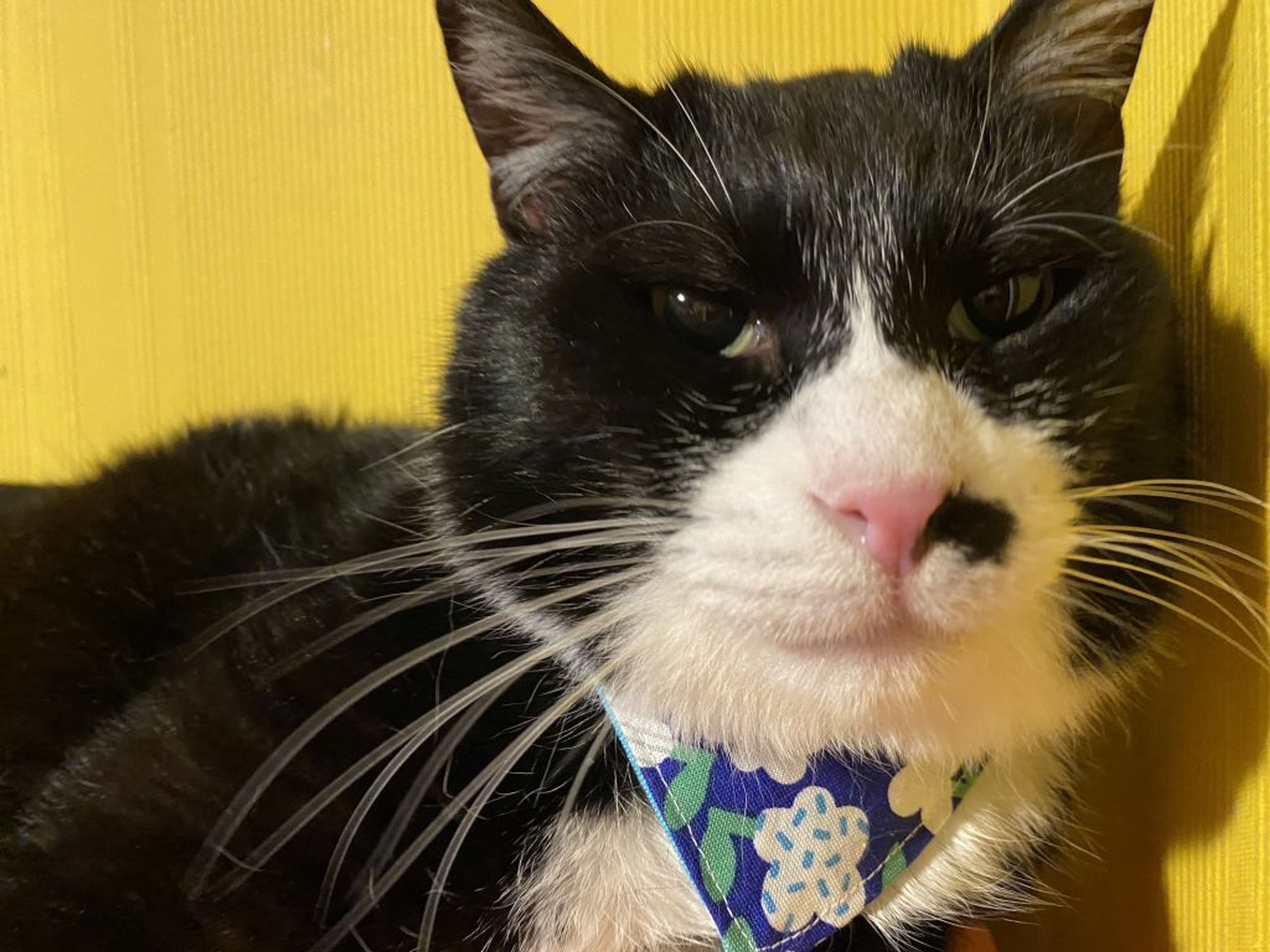 雑種（ミックス猫）・オスの里親募集の写真