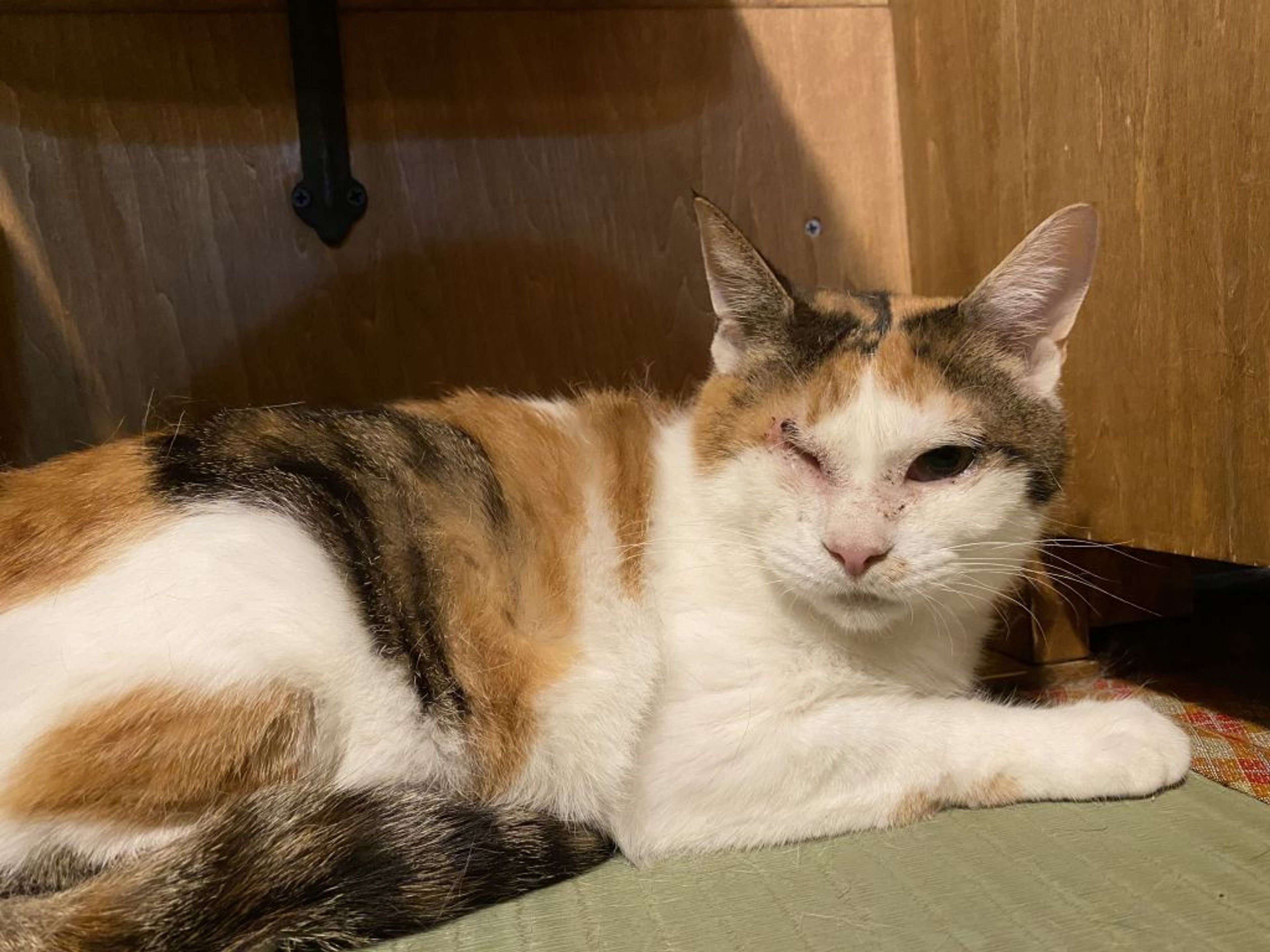 雑種（ミックス猫）・メスの里親募集の写真