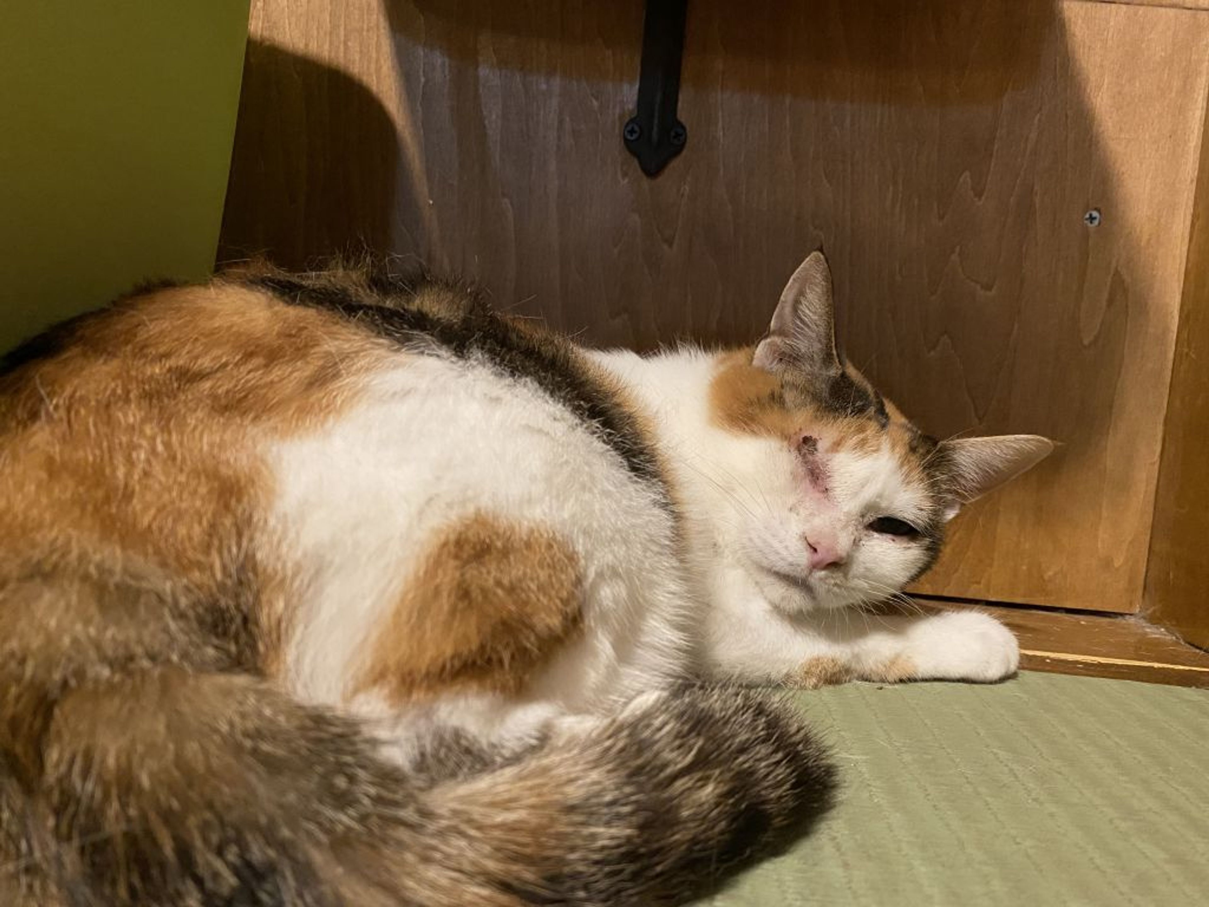 pet-image-2