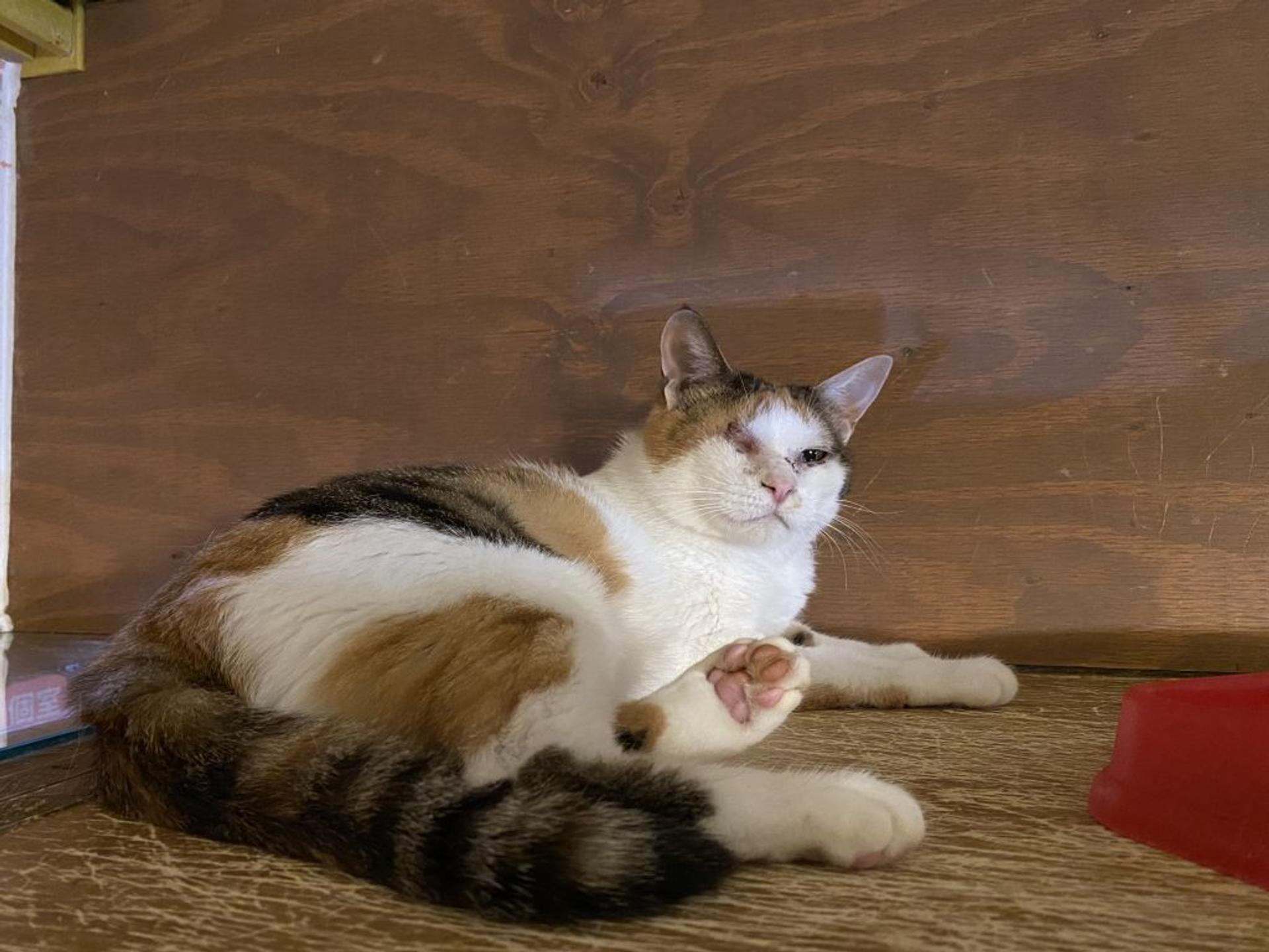 pet-image-3