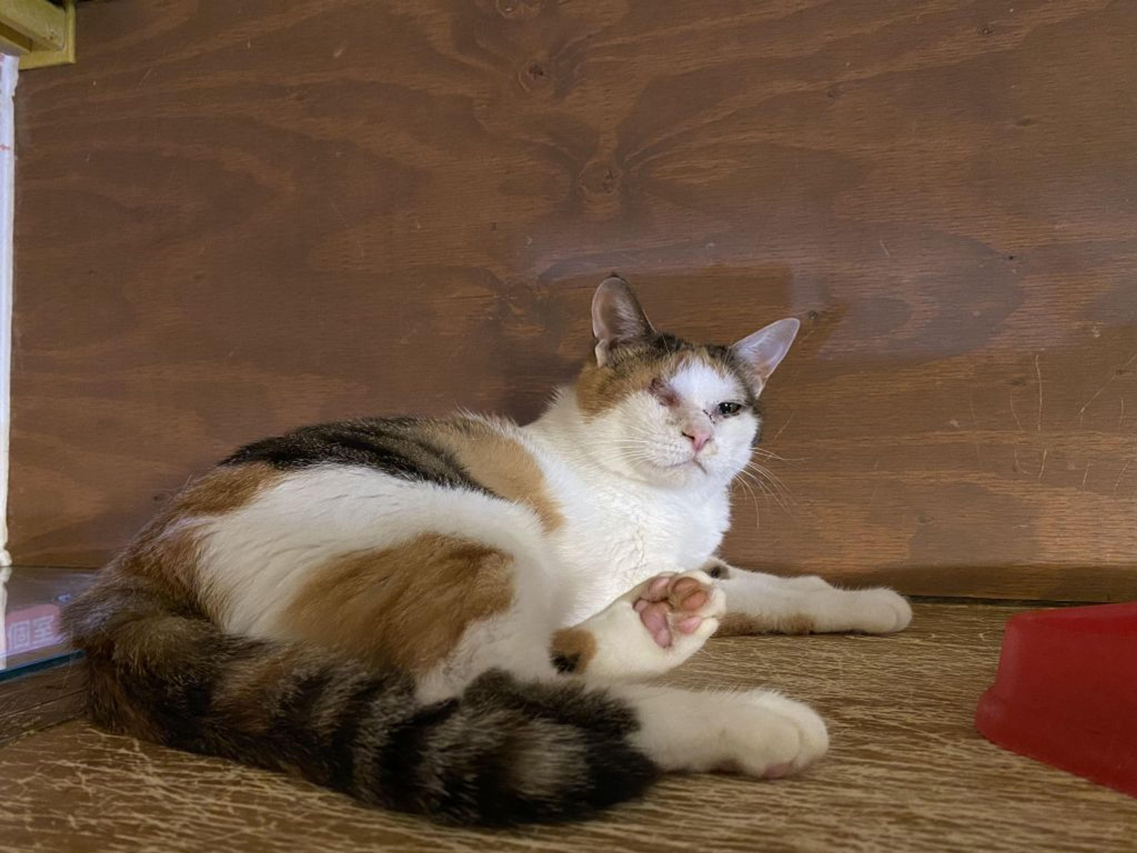 pet-image-3