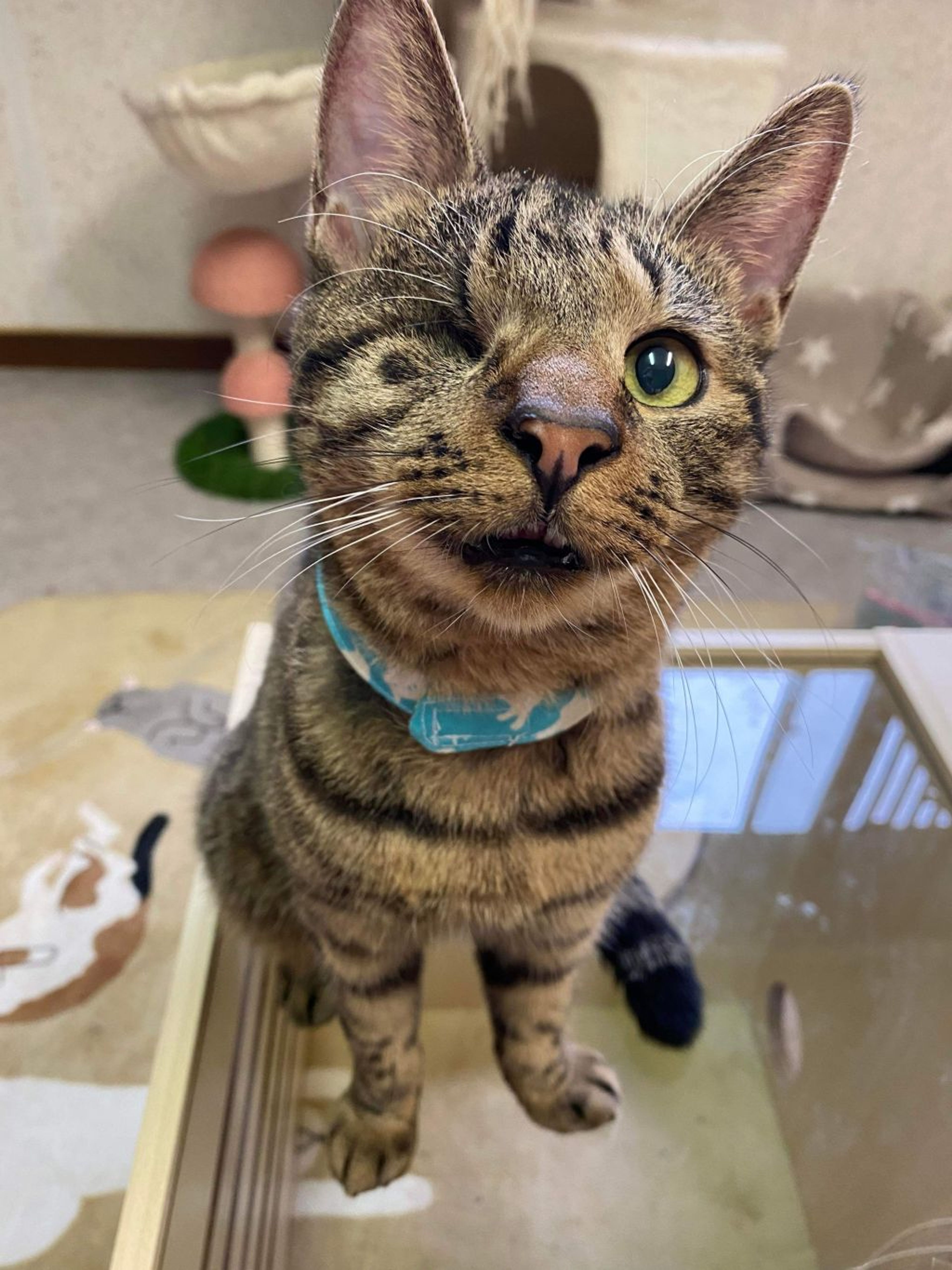 雑種（ミックス猫）・オスの里親募集の写真