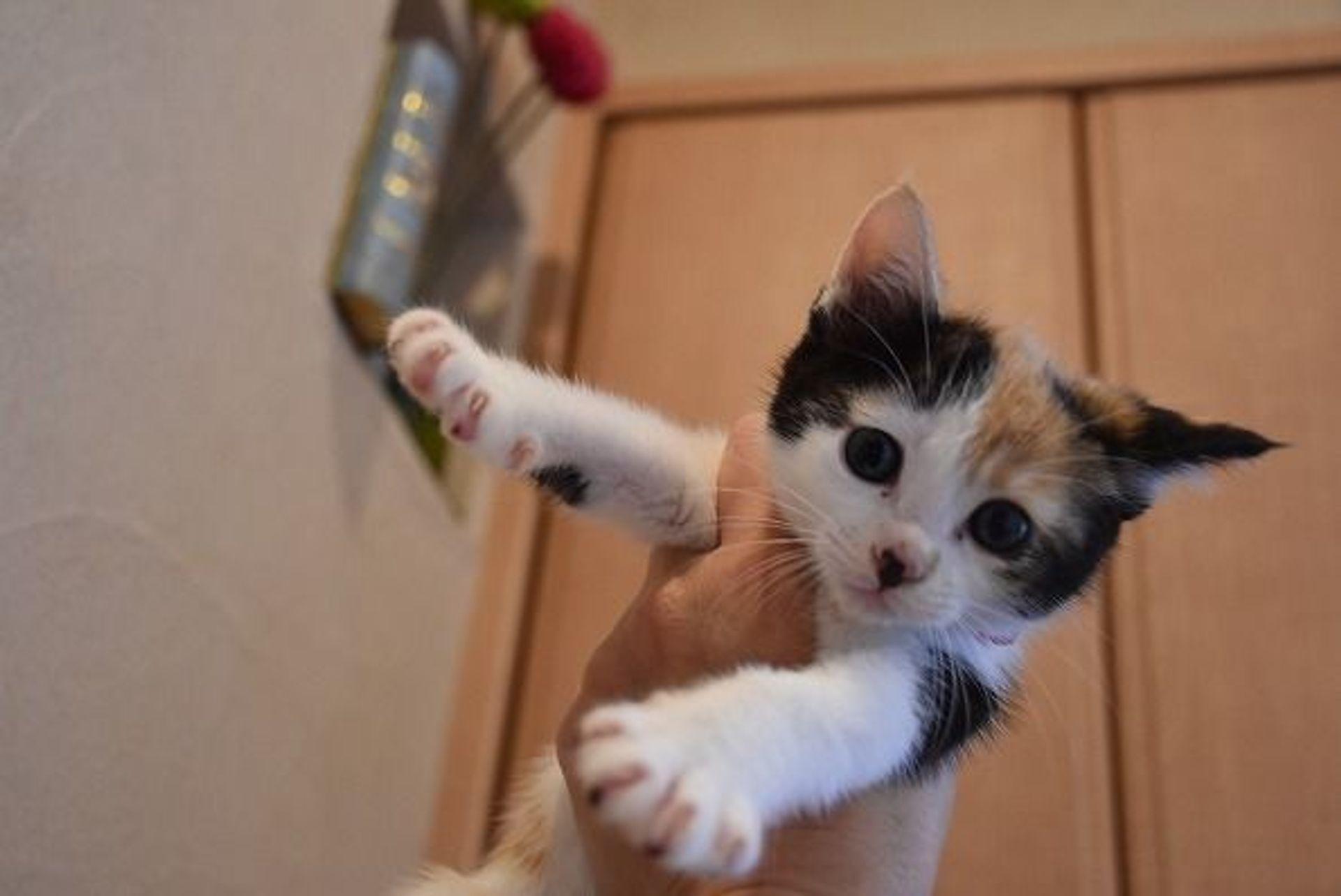 日本猫・メスの里親募集の写真