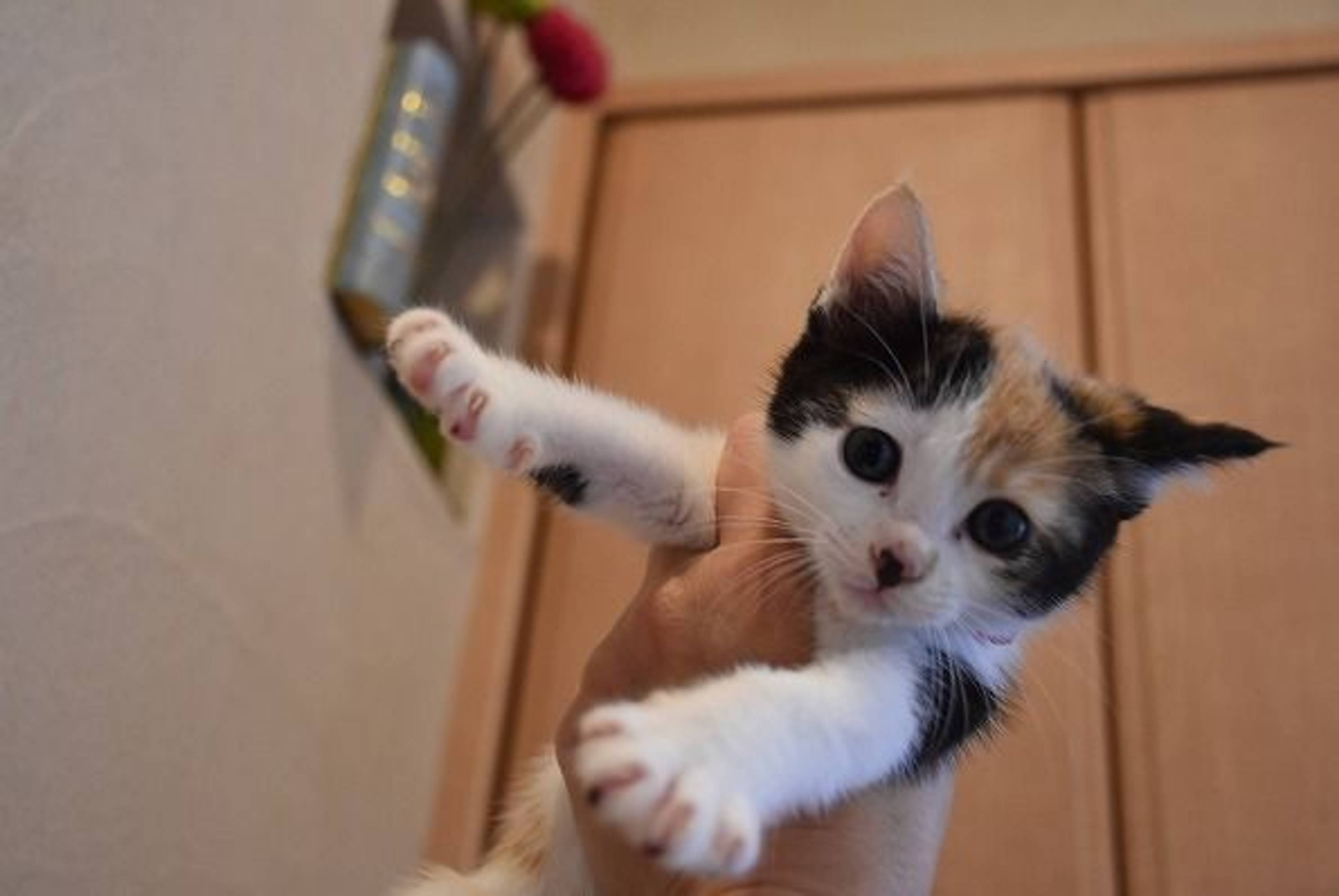 日本猫・メスの里親募集の写真