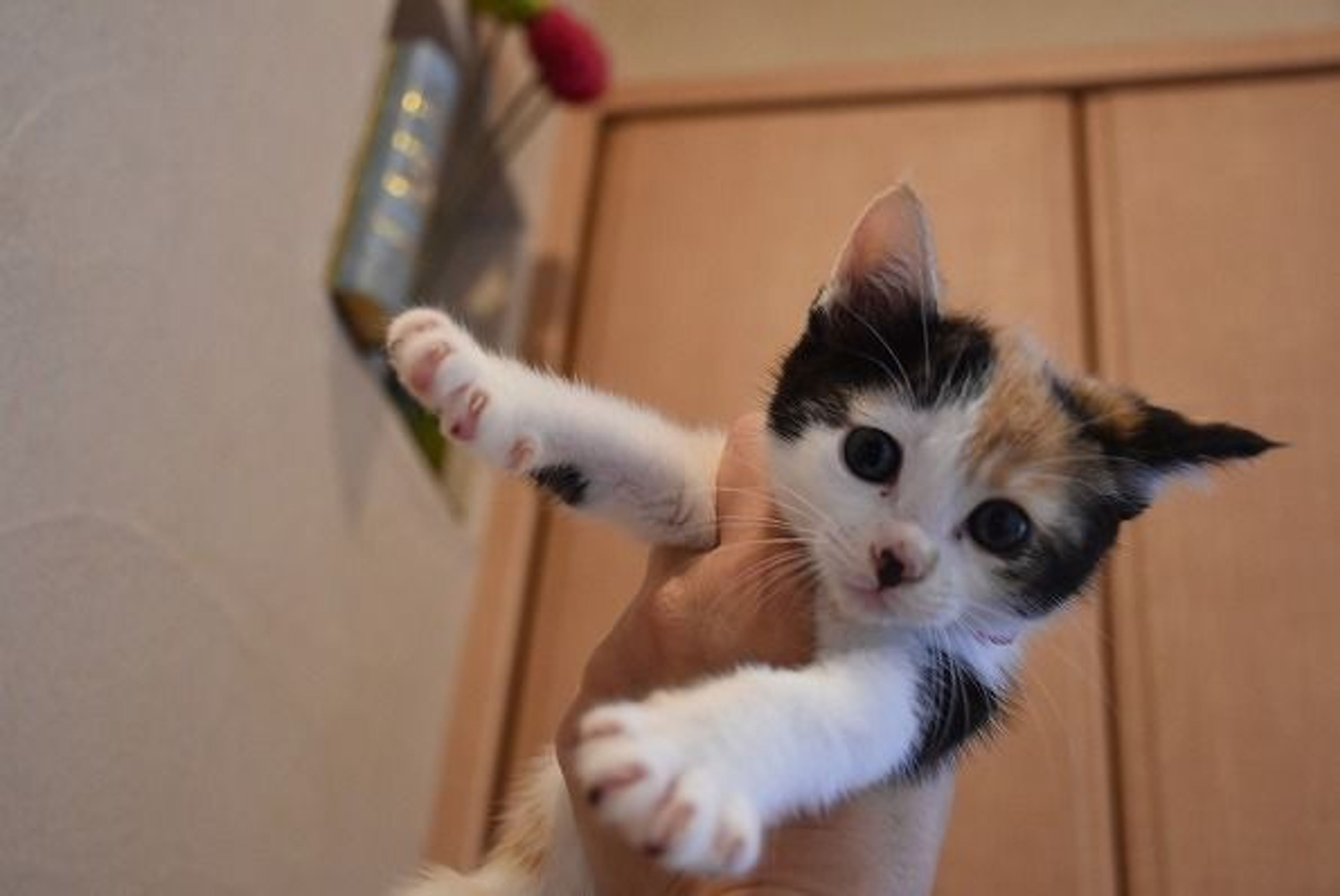 日本猫・メスの里親募集の写真