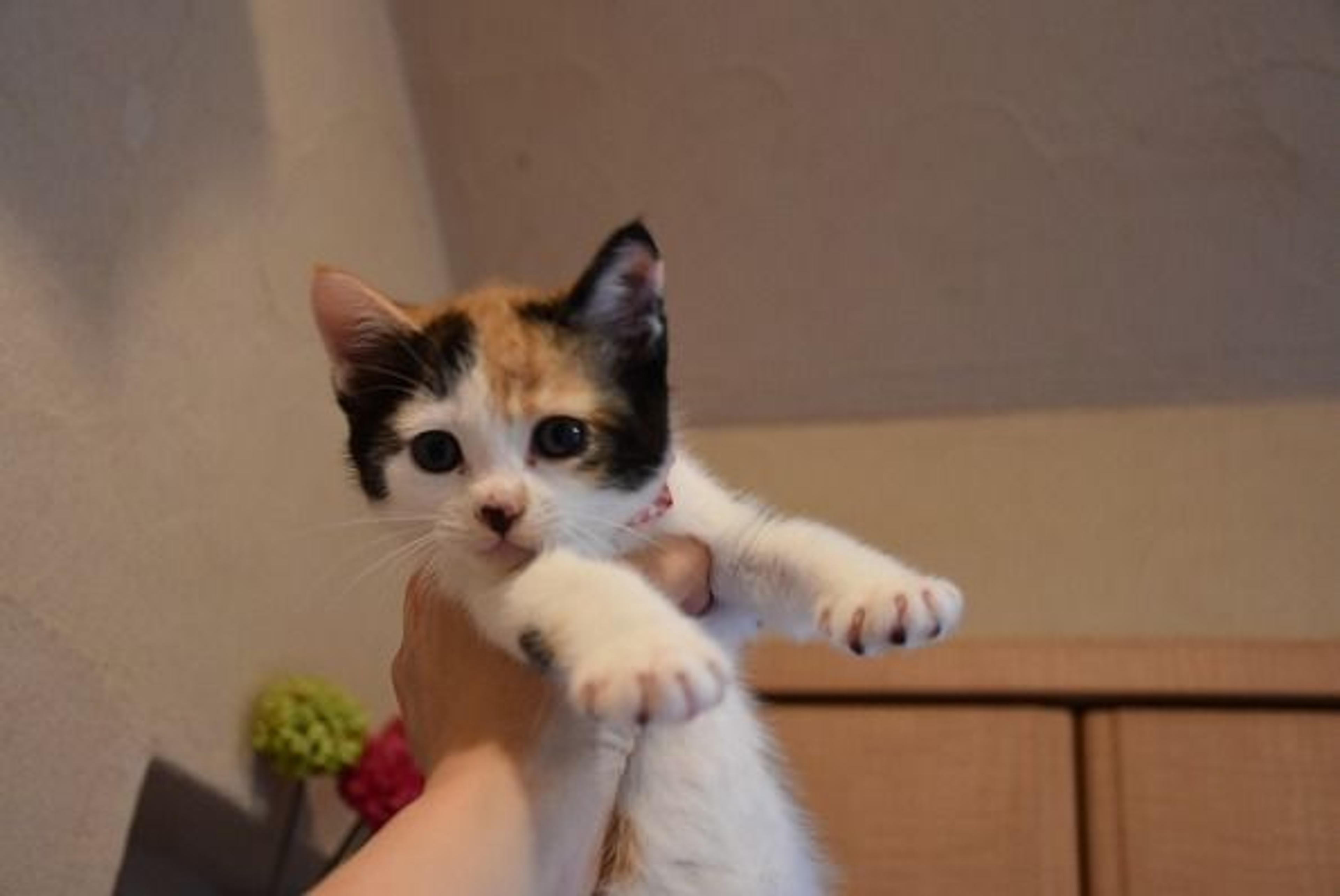 pet-image-2