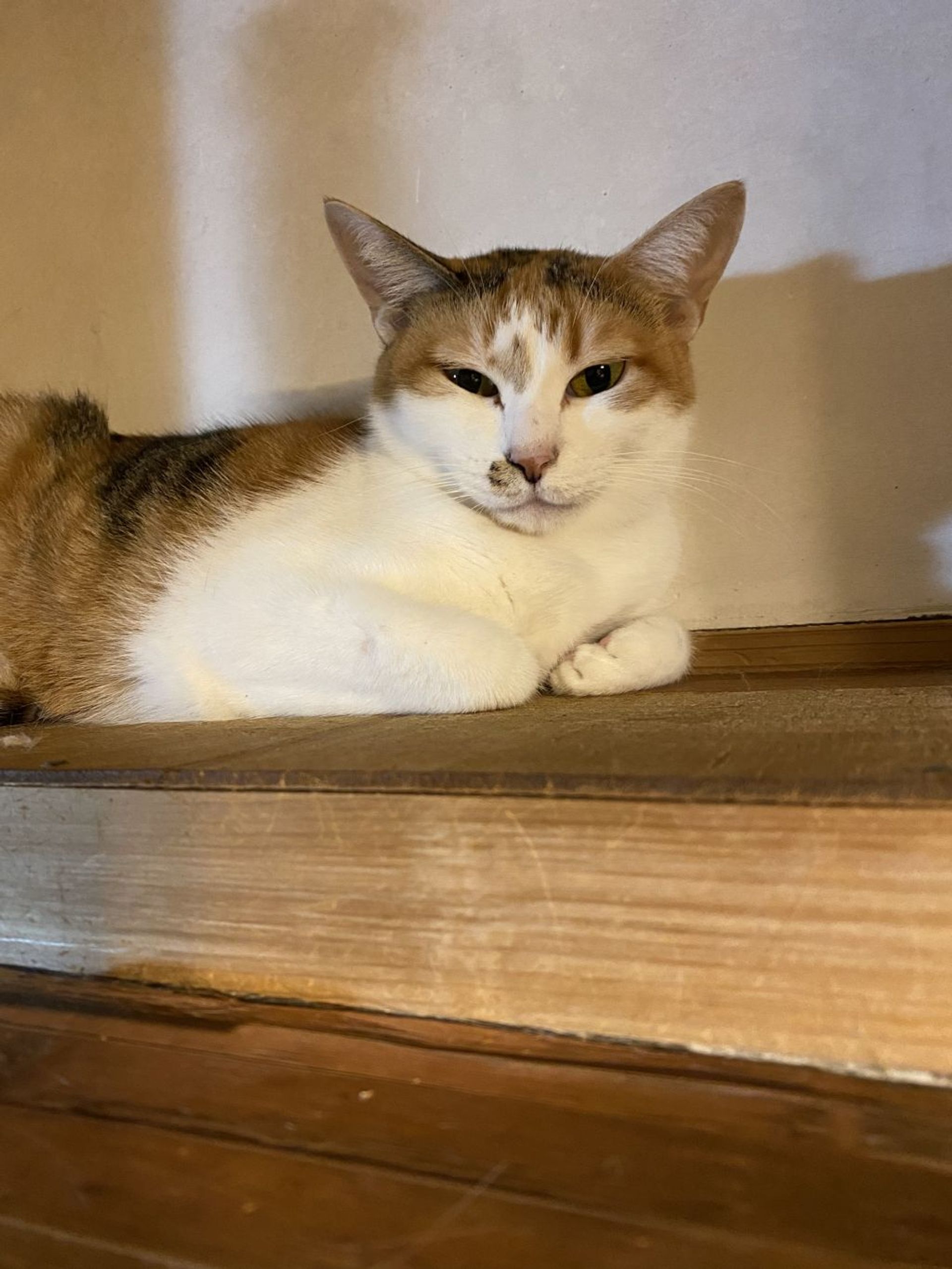 雑種（ミックス猫）・メスの里親募集の写真