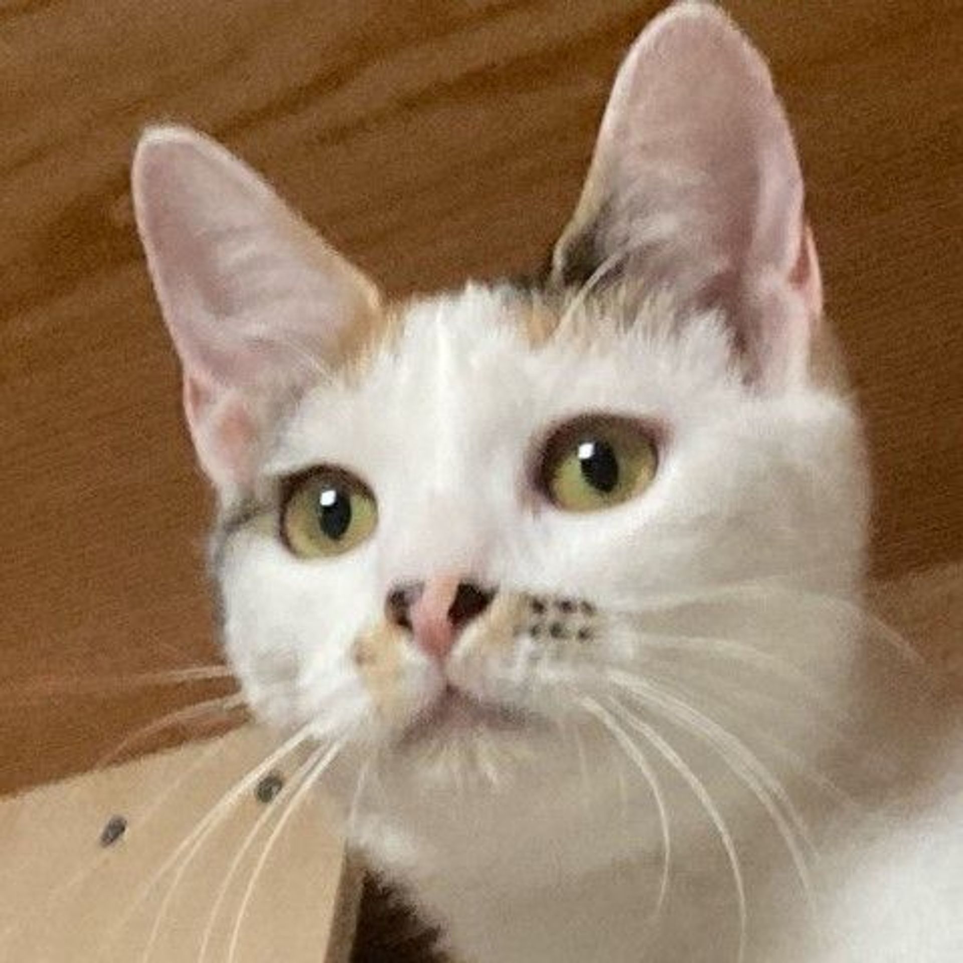 雑種（ミックス猫）・メスの里親募集の写真