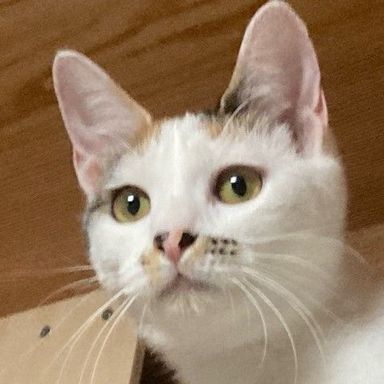 さくらの写真