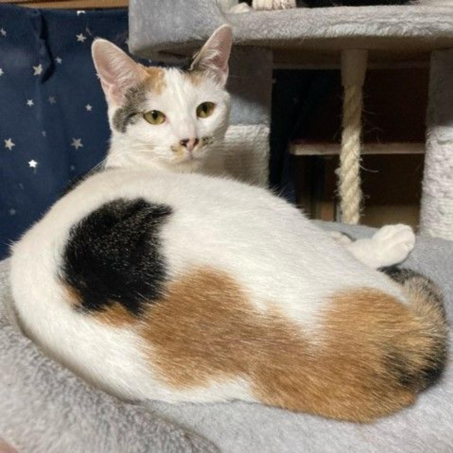 pet-image-4