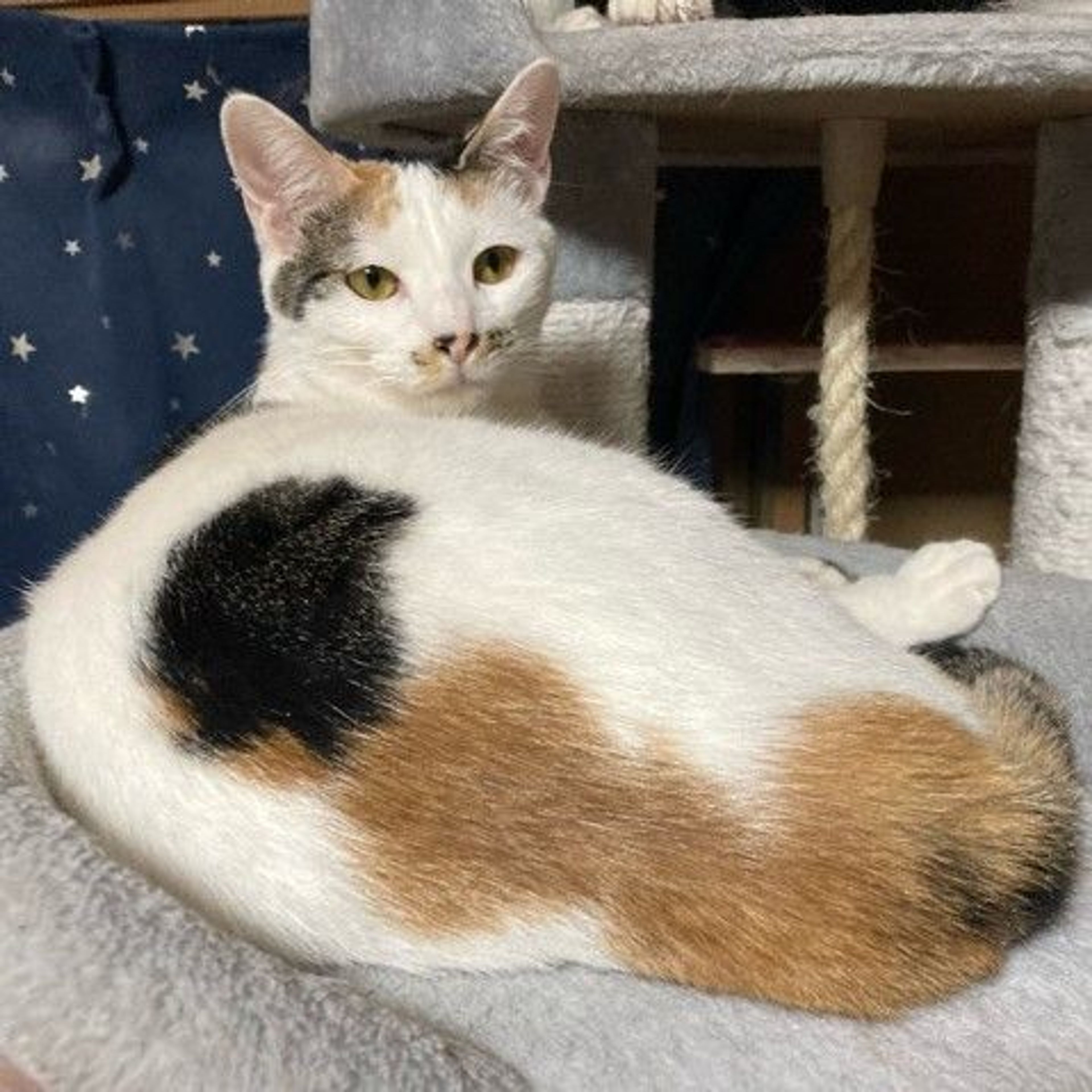 pet-image-4