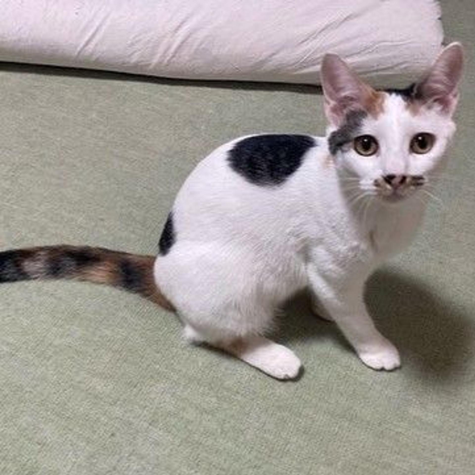 pet-image-2