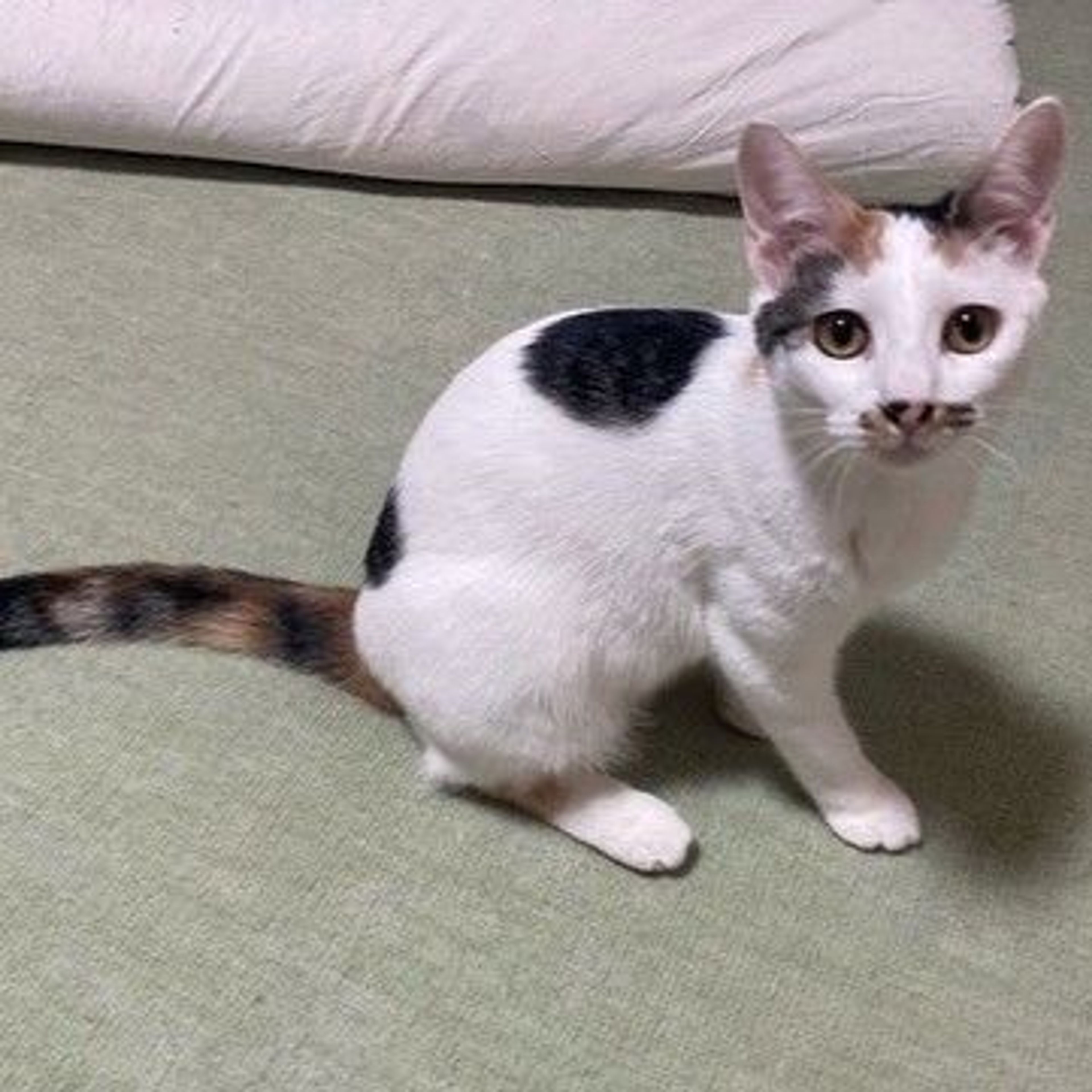 pet-image-2