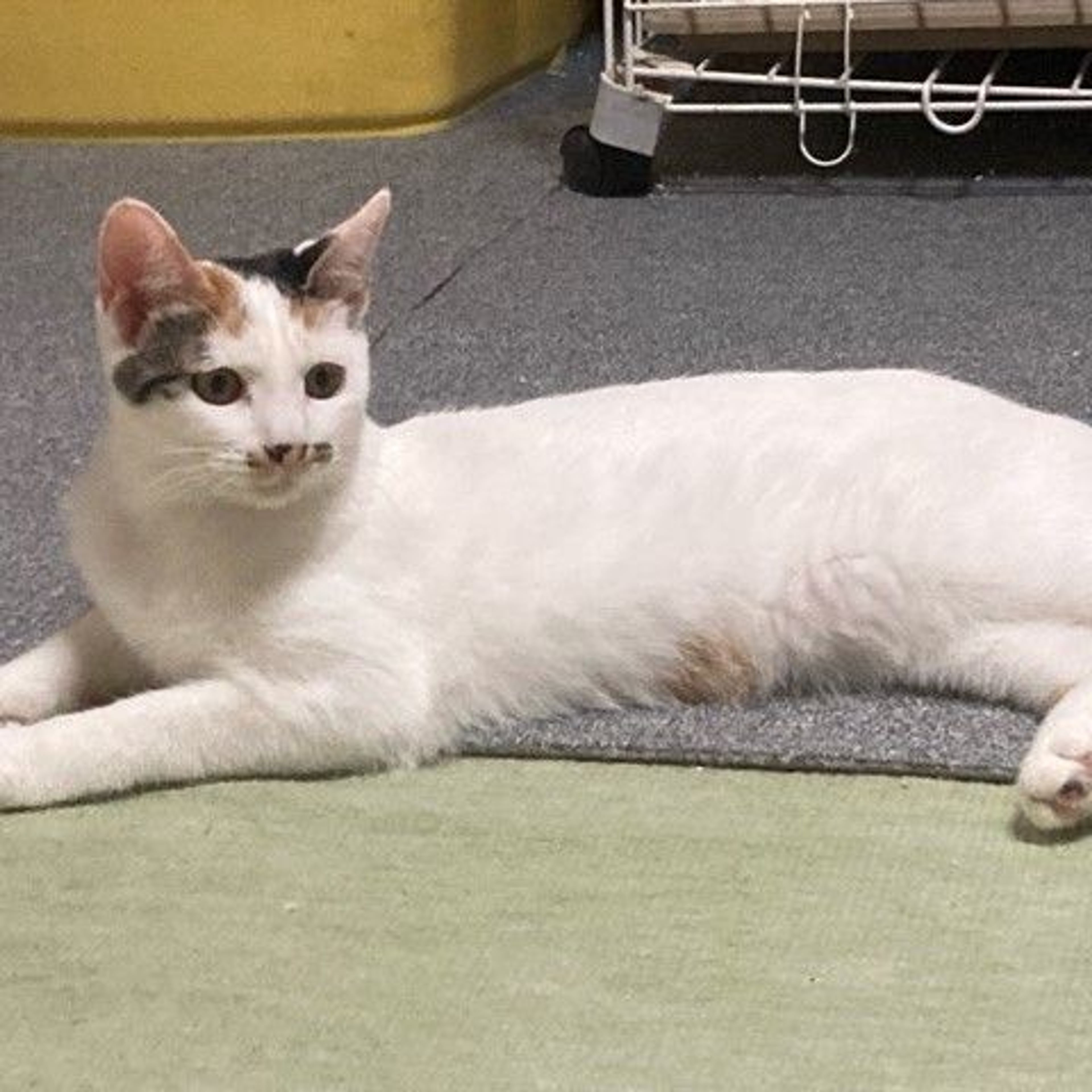 pet-image-3