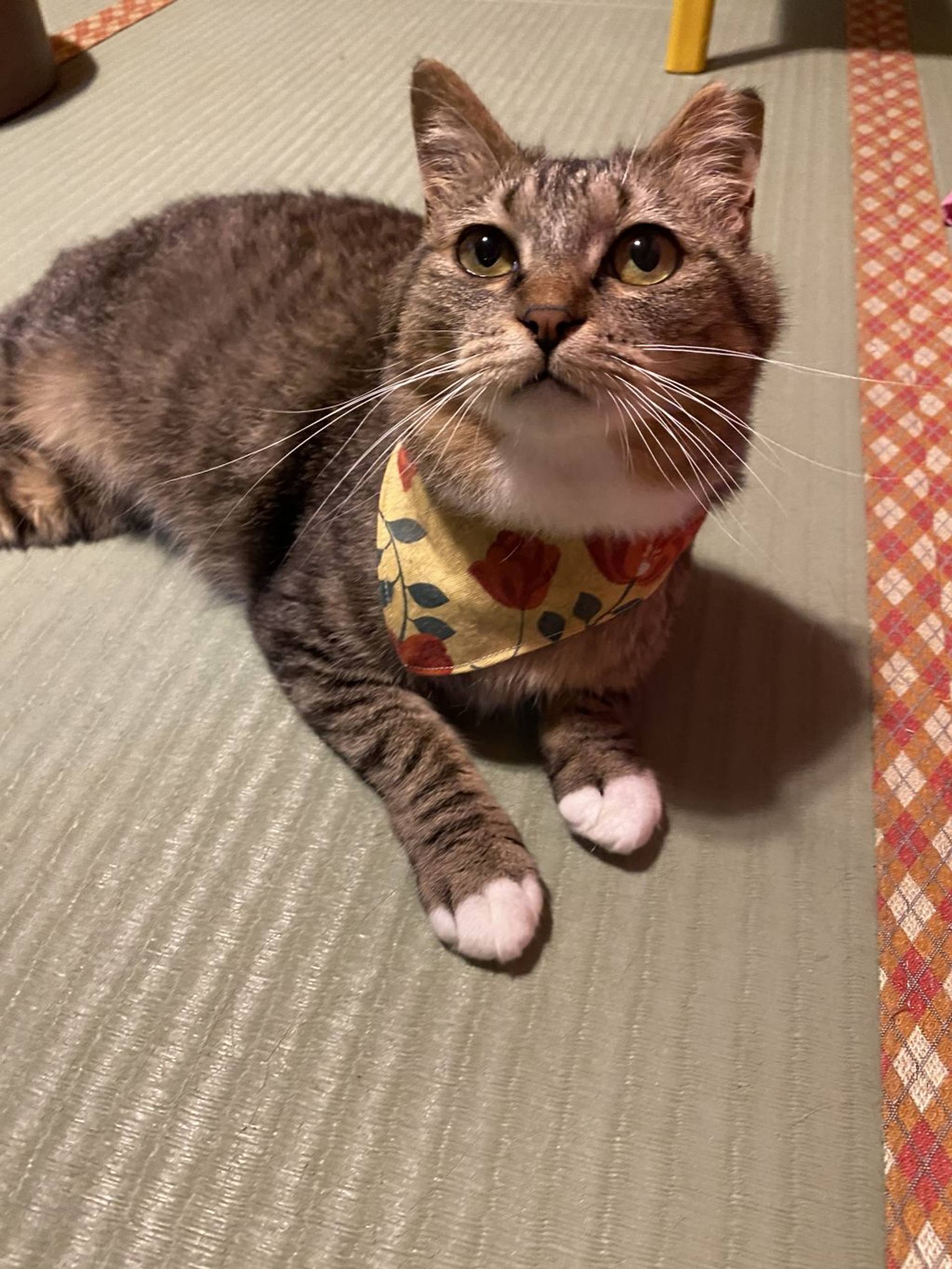 雑種（ミックス猫）・メスの里親募集の写真
