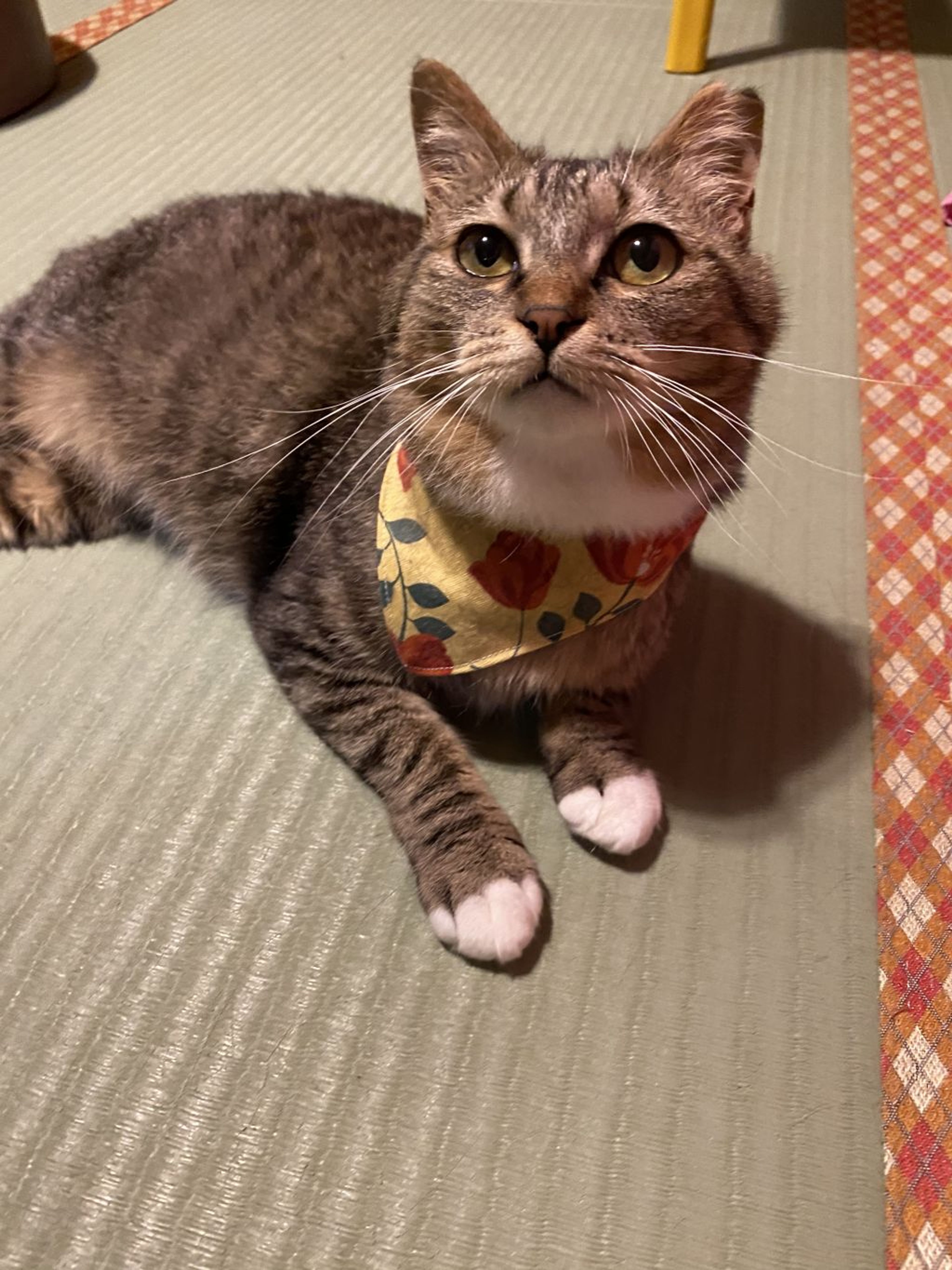 雑種（ミックス猫）・メスの里親募集の写真