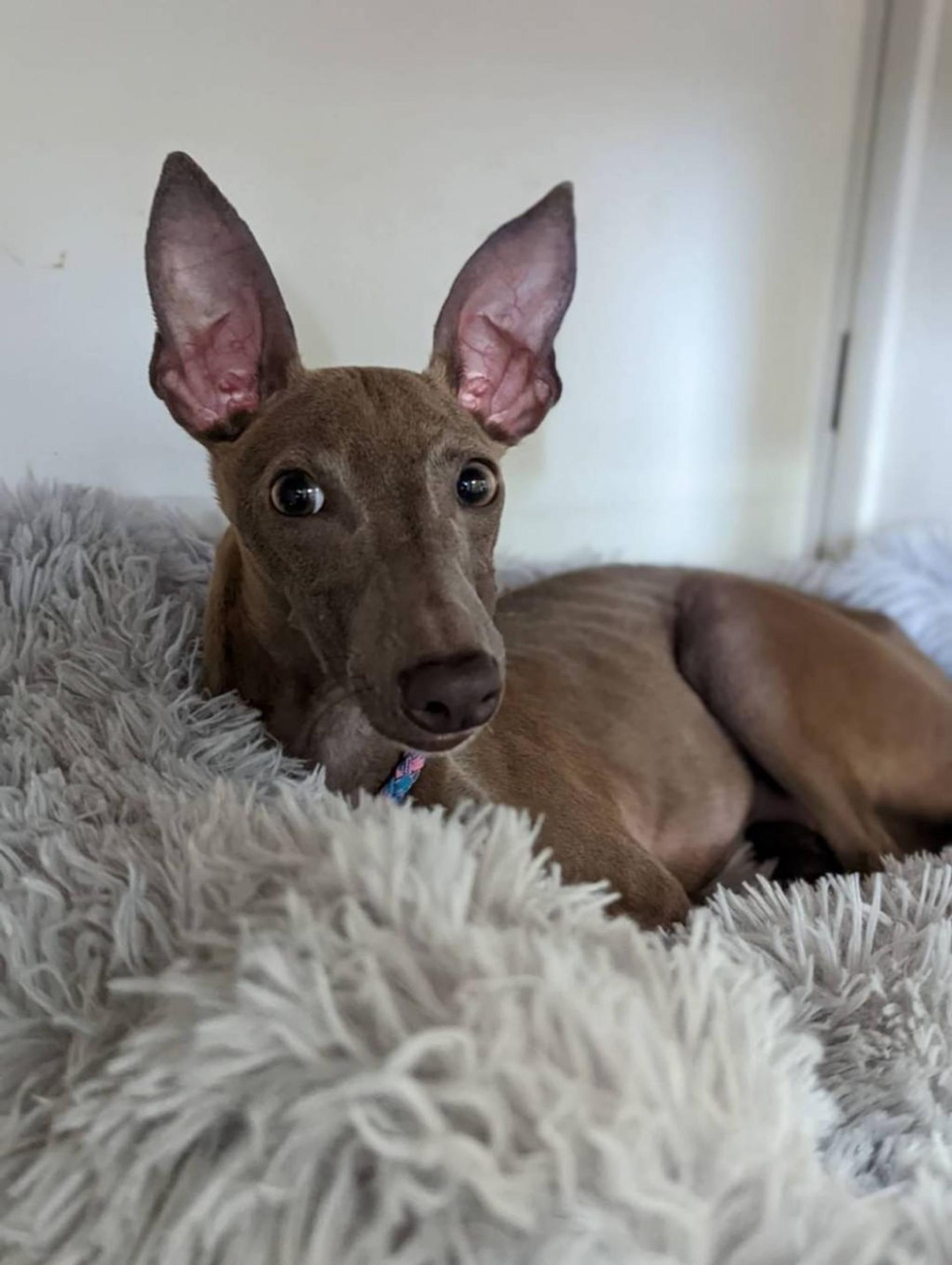 pet-image-3