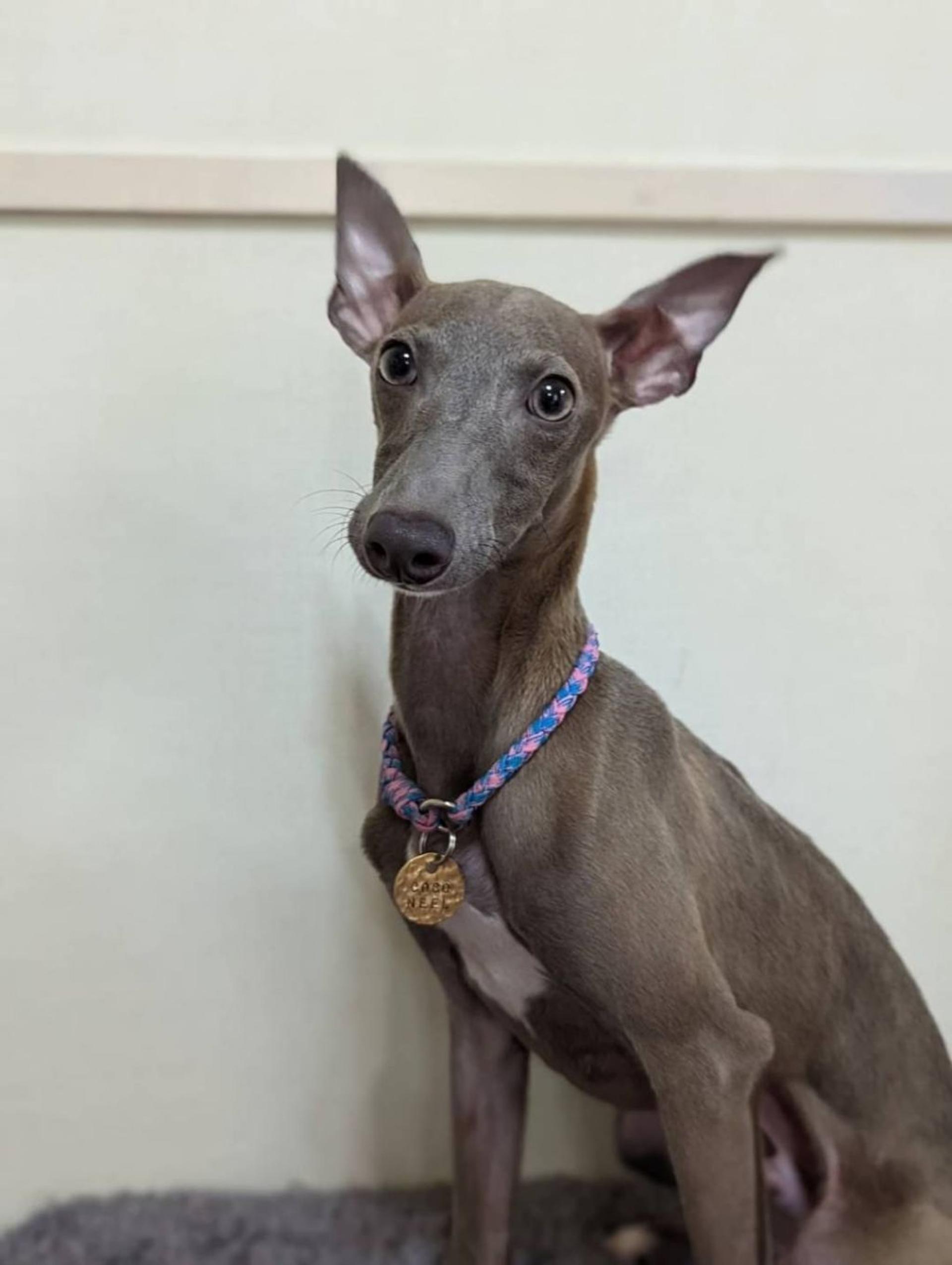 pet-image-4