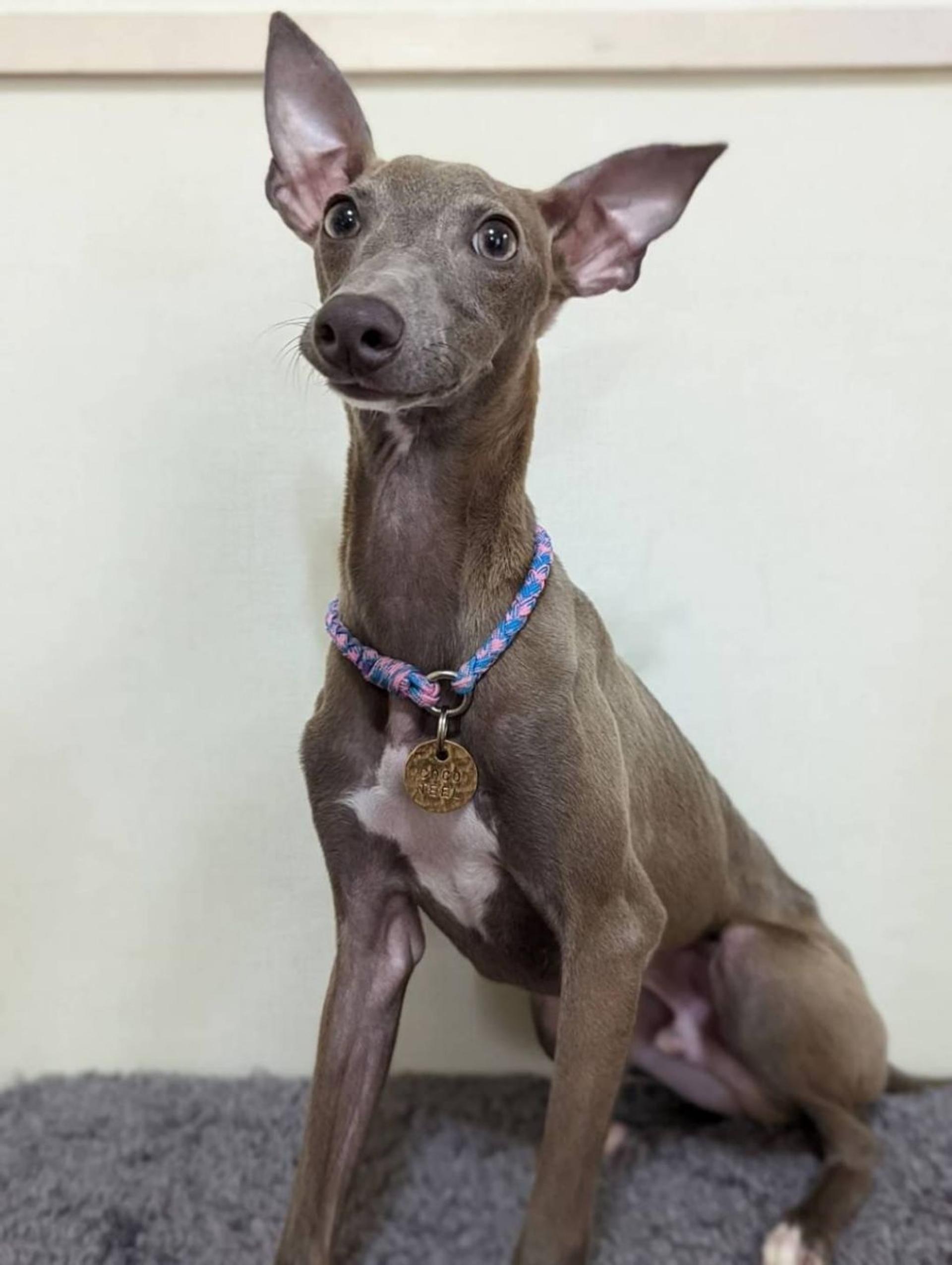 pet-image-5