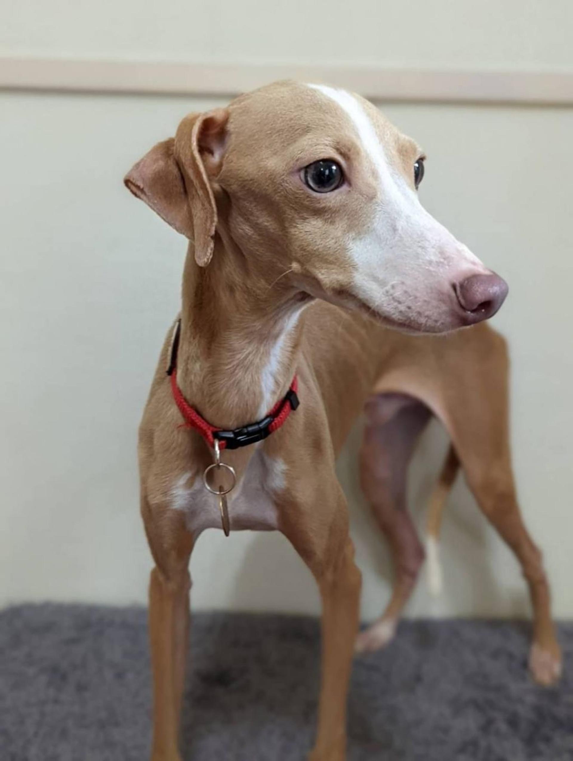 pet-image-4
