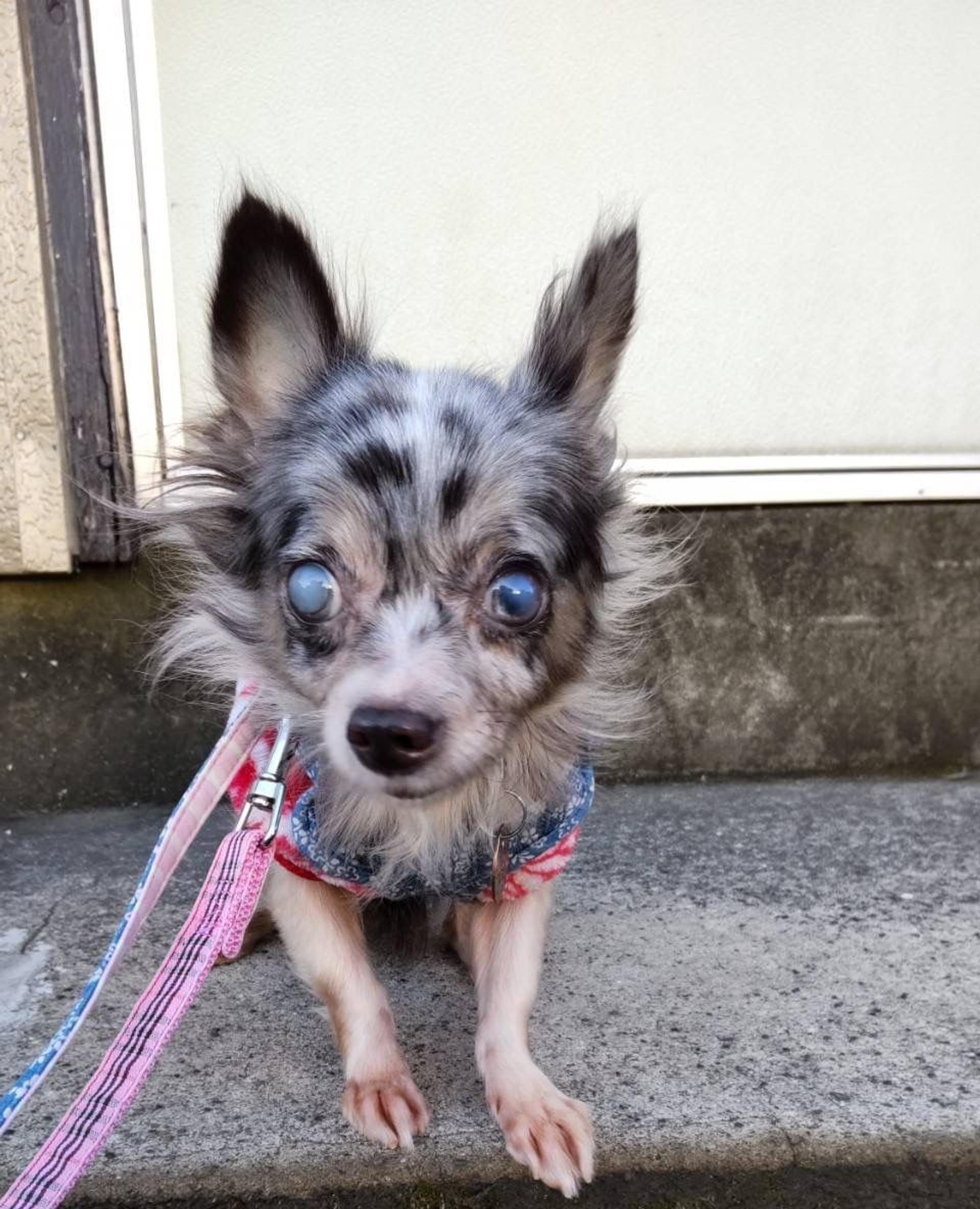 pet-image-5