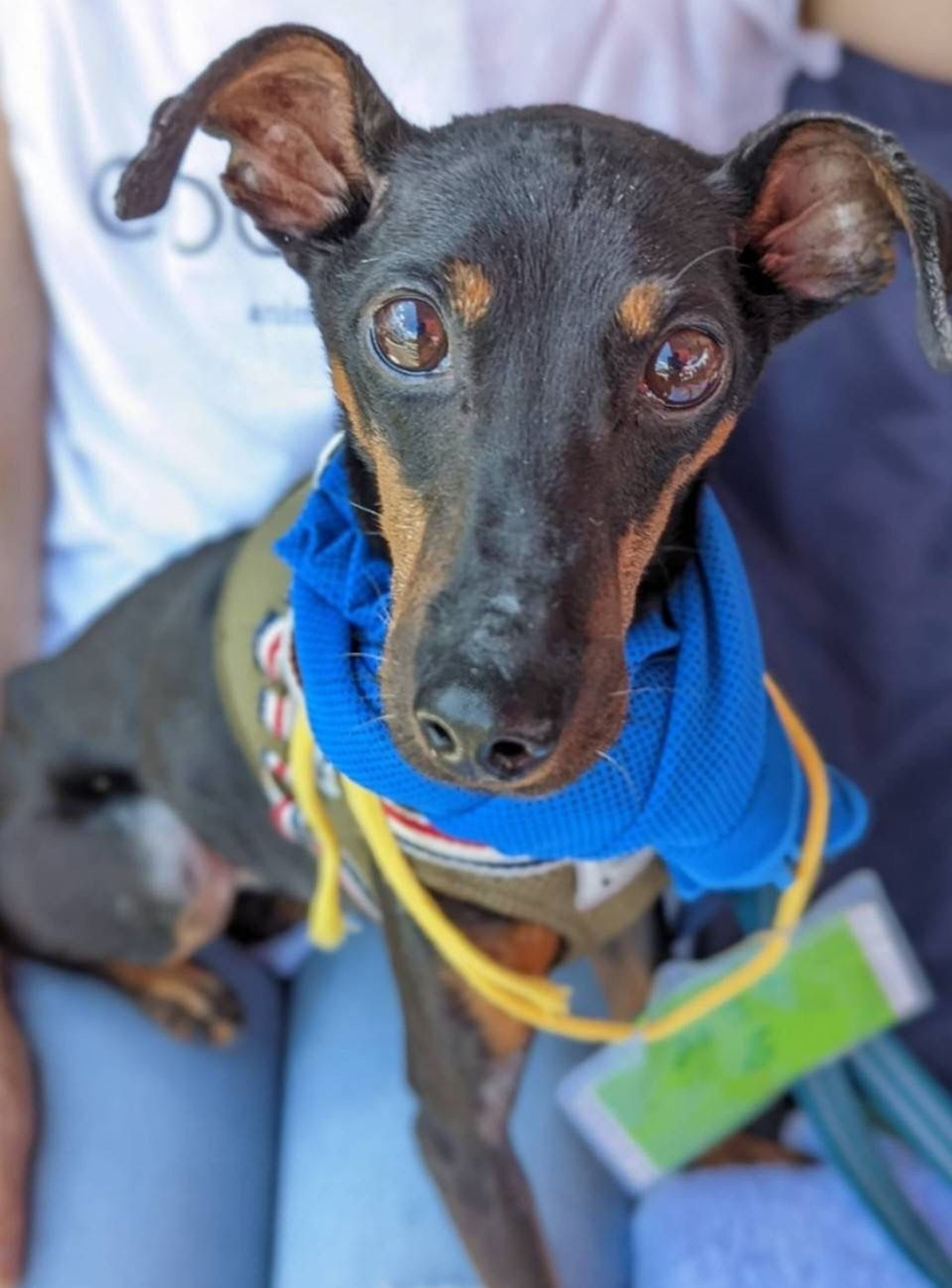 雑種（ミックス犬）・オスの里親募集の写真
