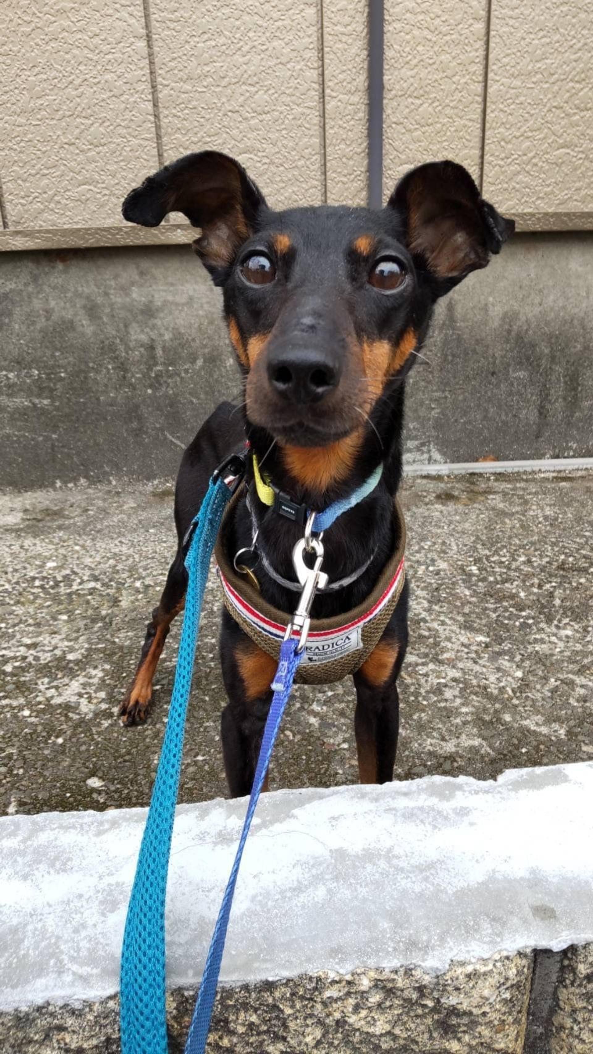 pet-image-2