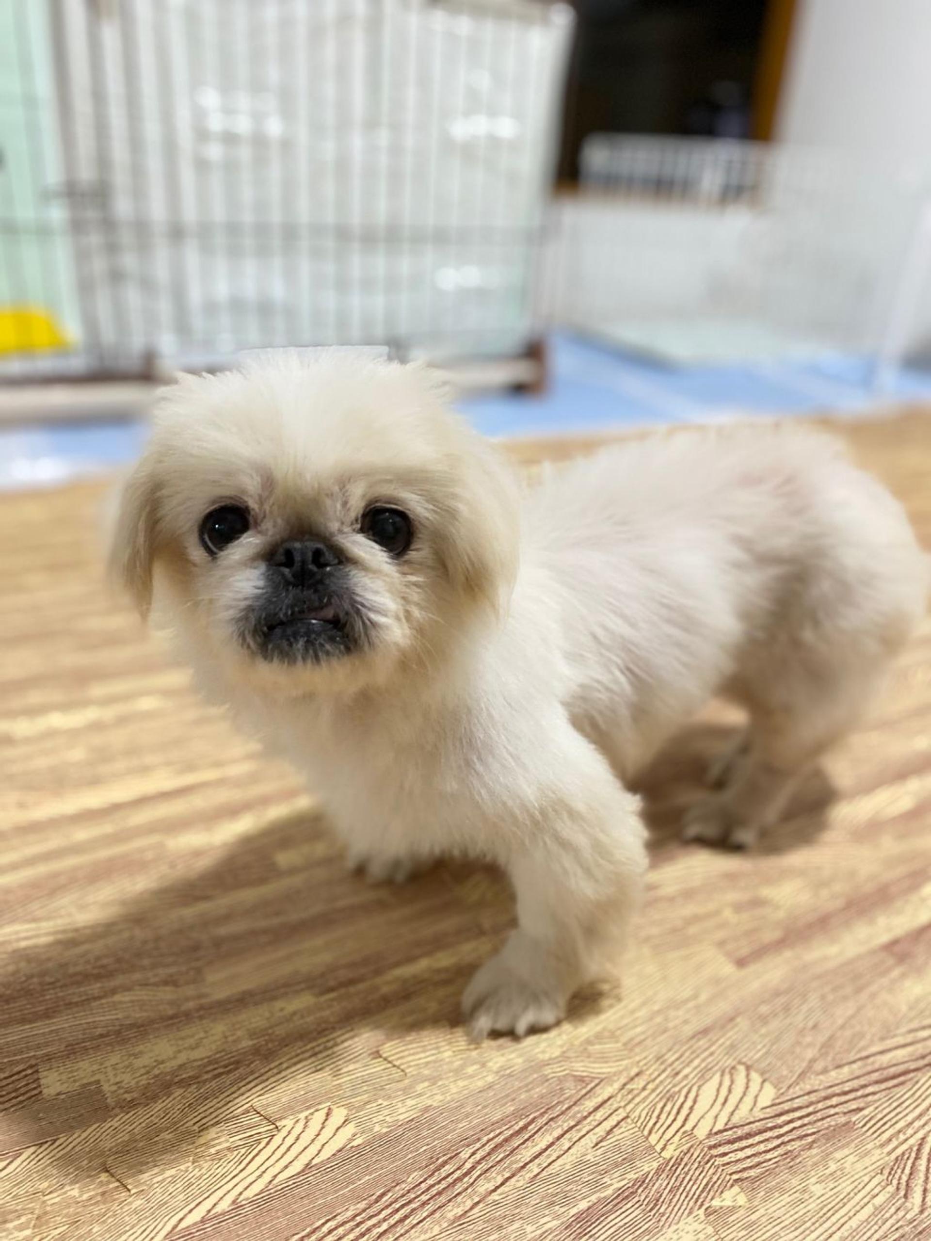 pet-image-2