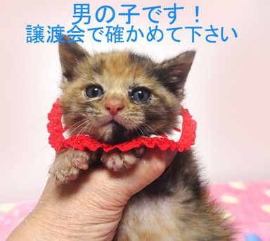 福(ふく)くんの写真