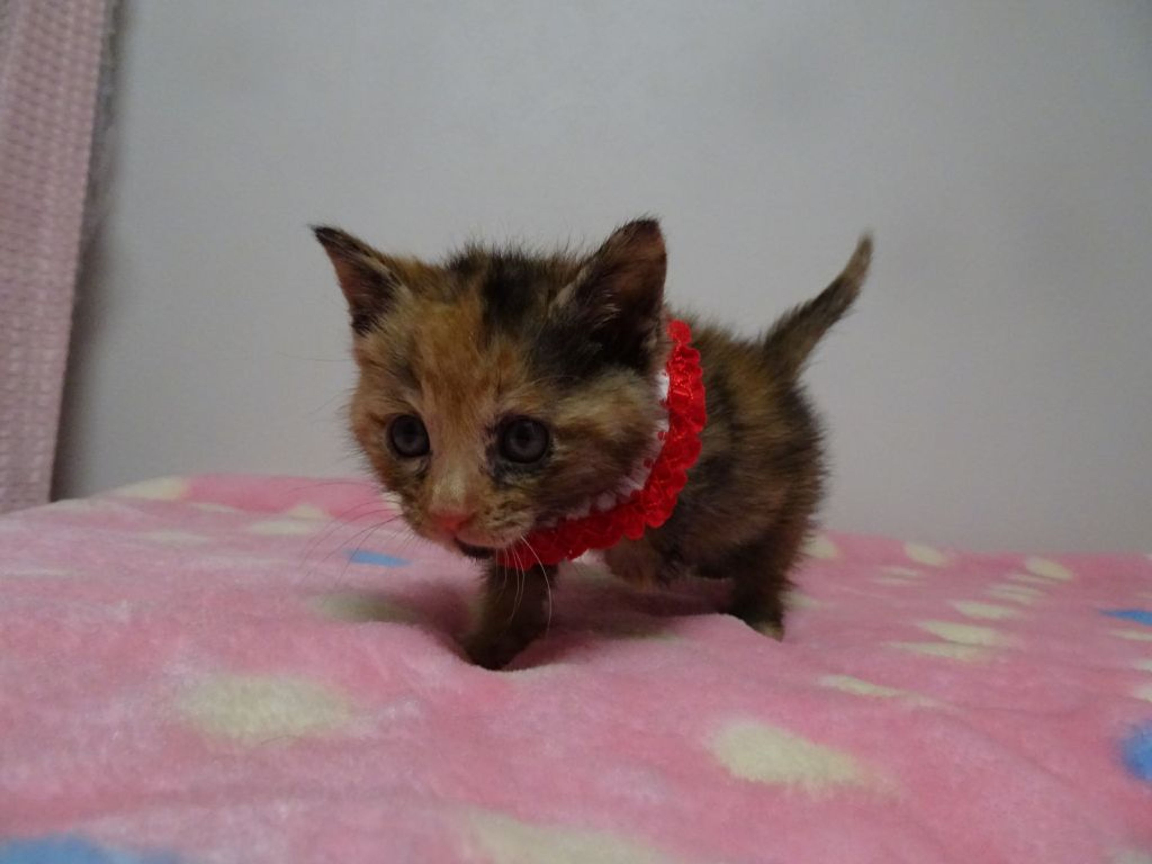 pet-image-4
