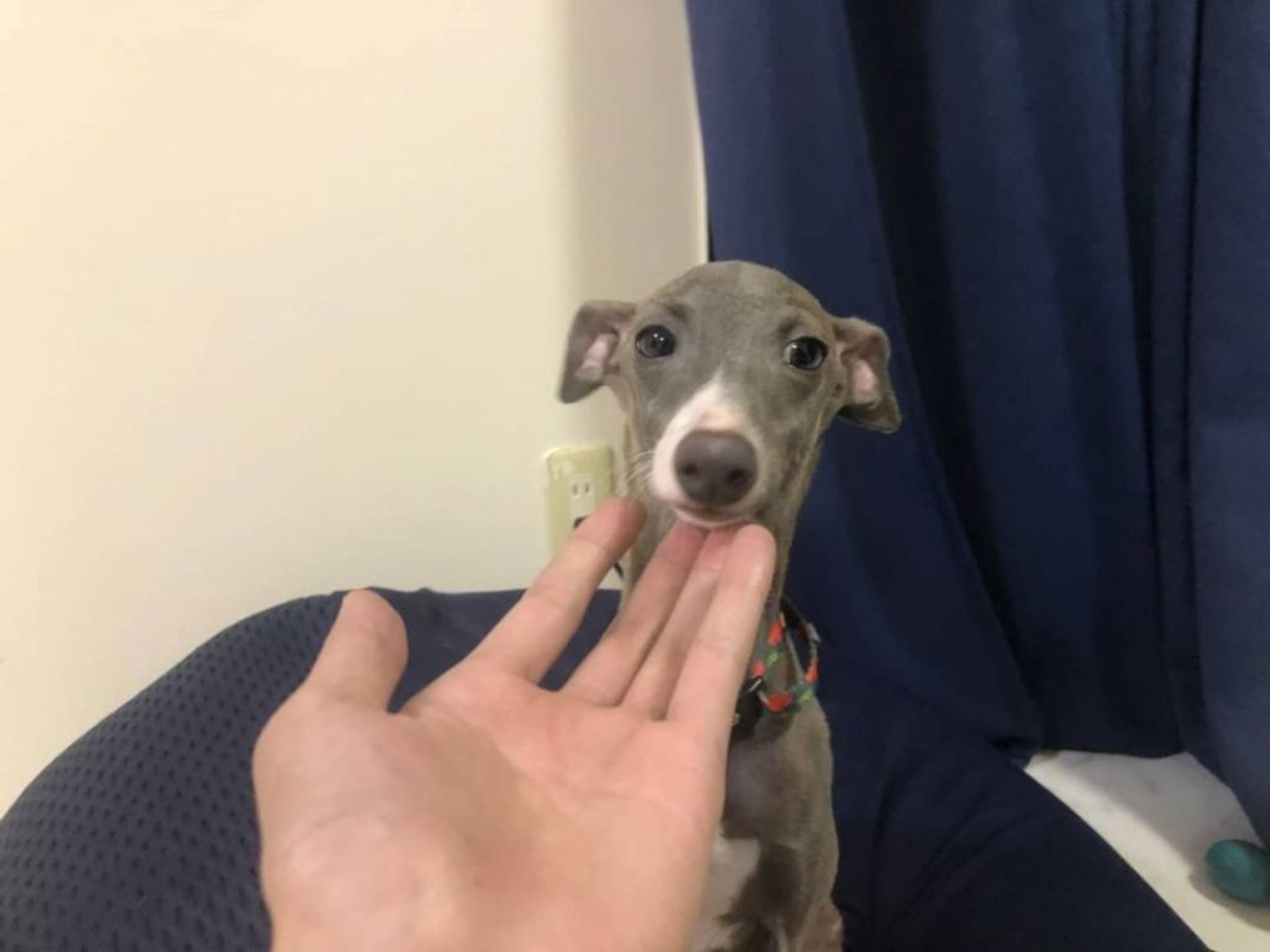 pet-image-2