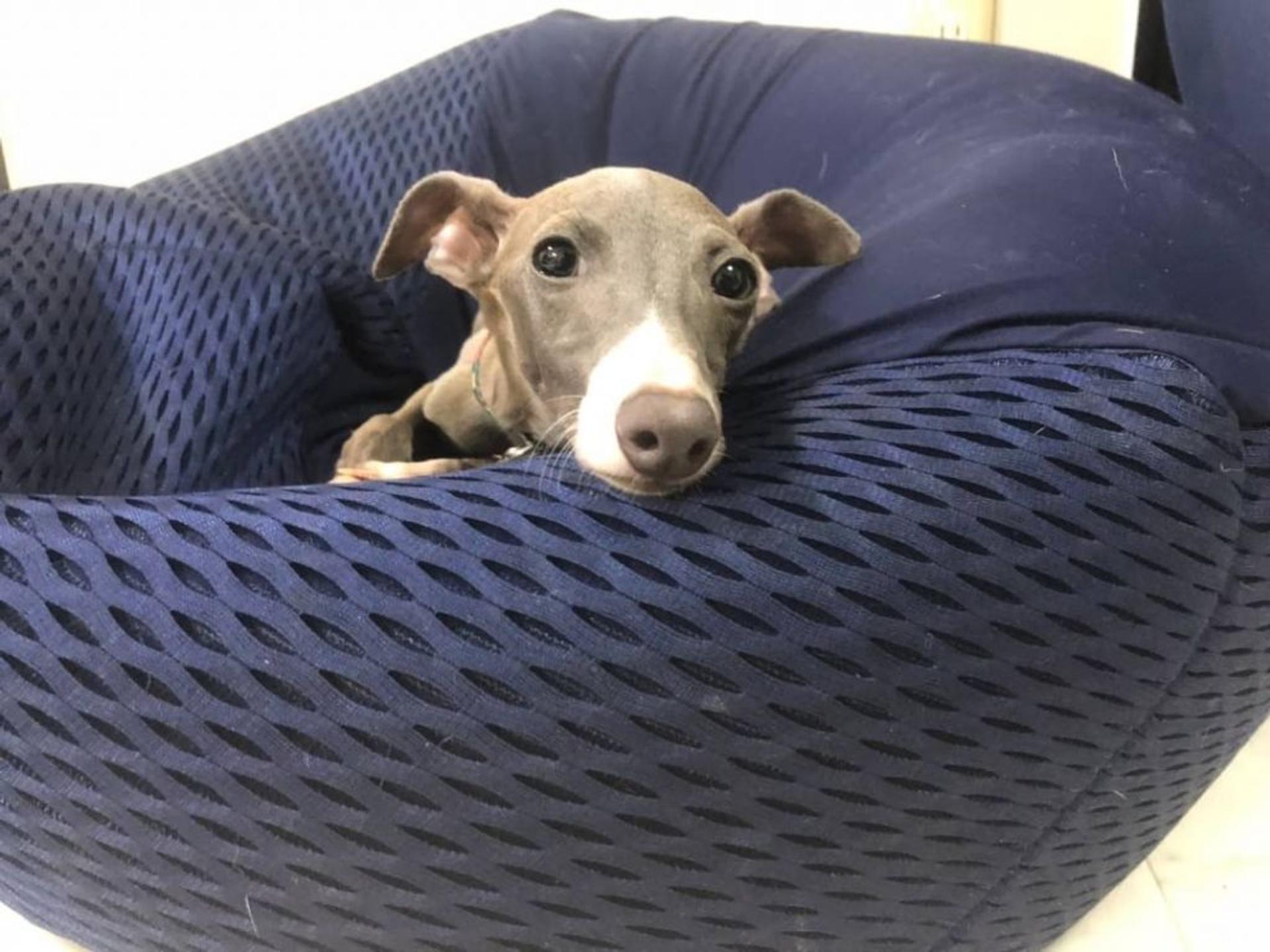 pet-image-4