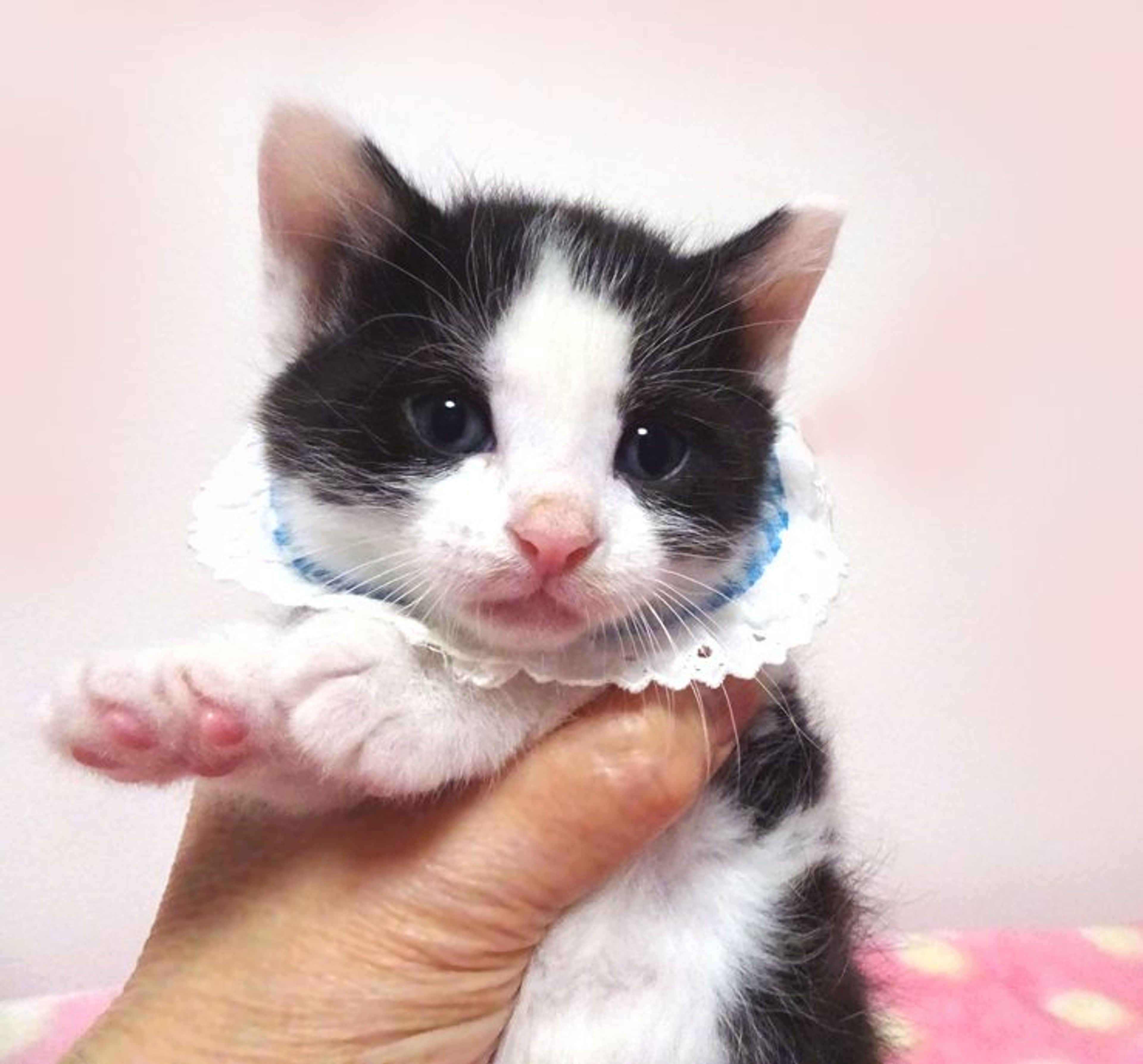 雑種（ミックス猫）・オスの里親募集の写真
