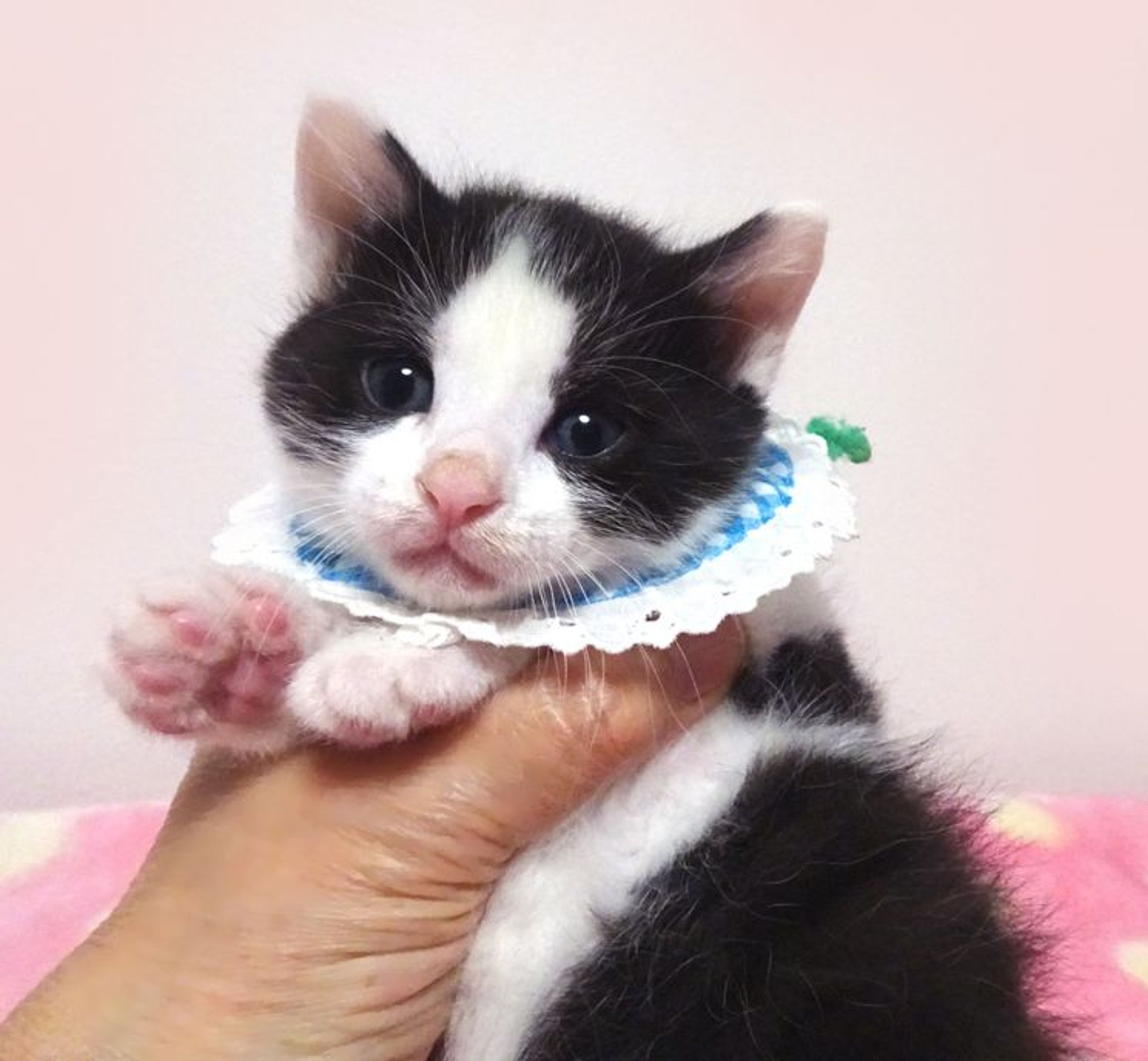 pet-image-2