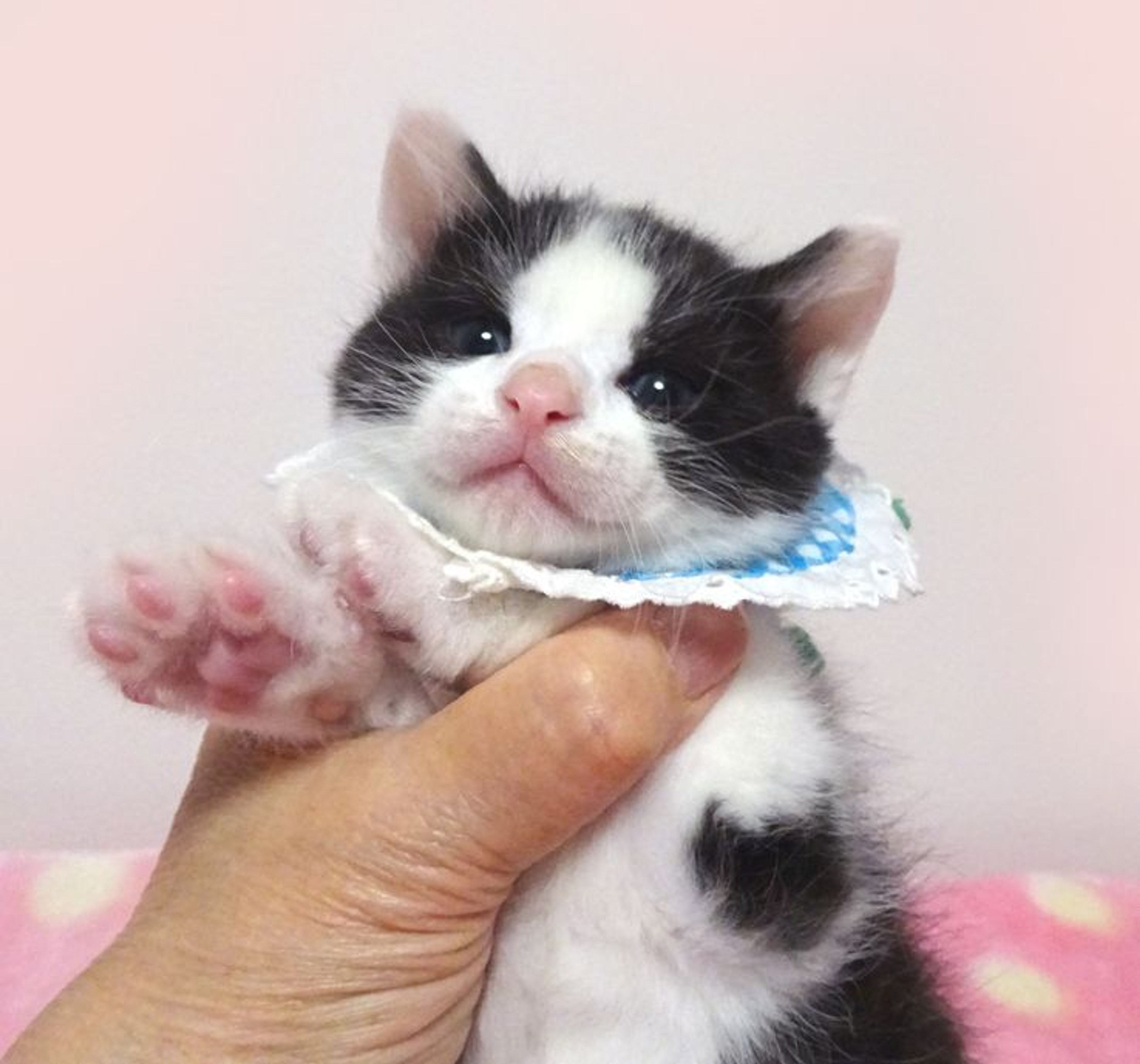 pet-image-3