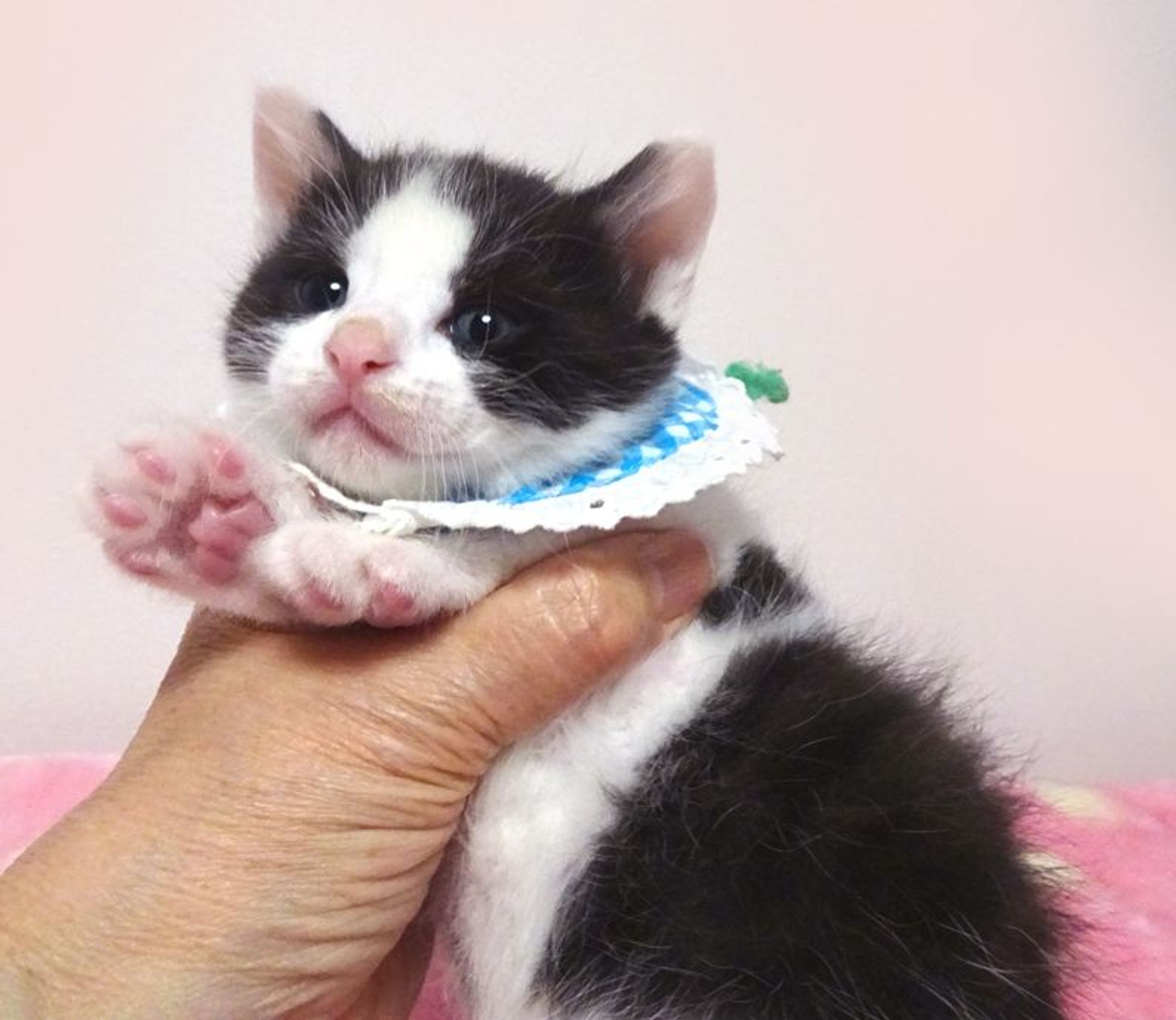 pet-image-4