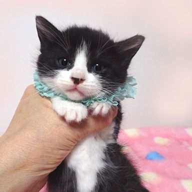 翼(つばさ)くんの写真