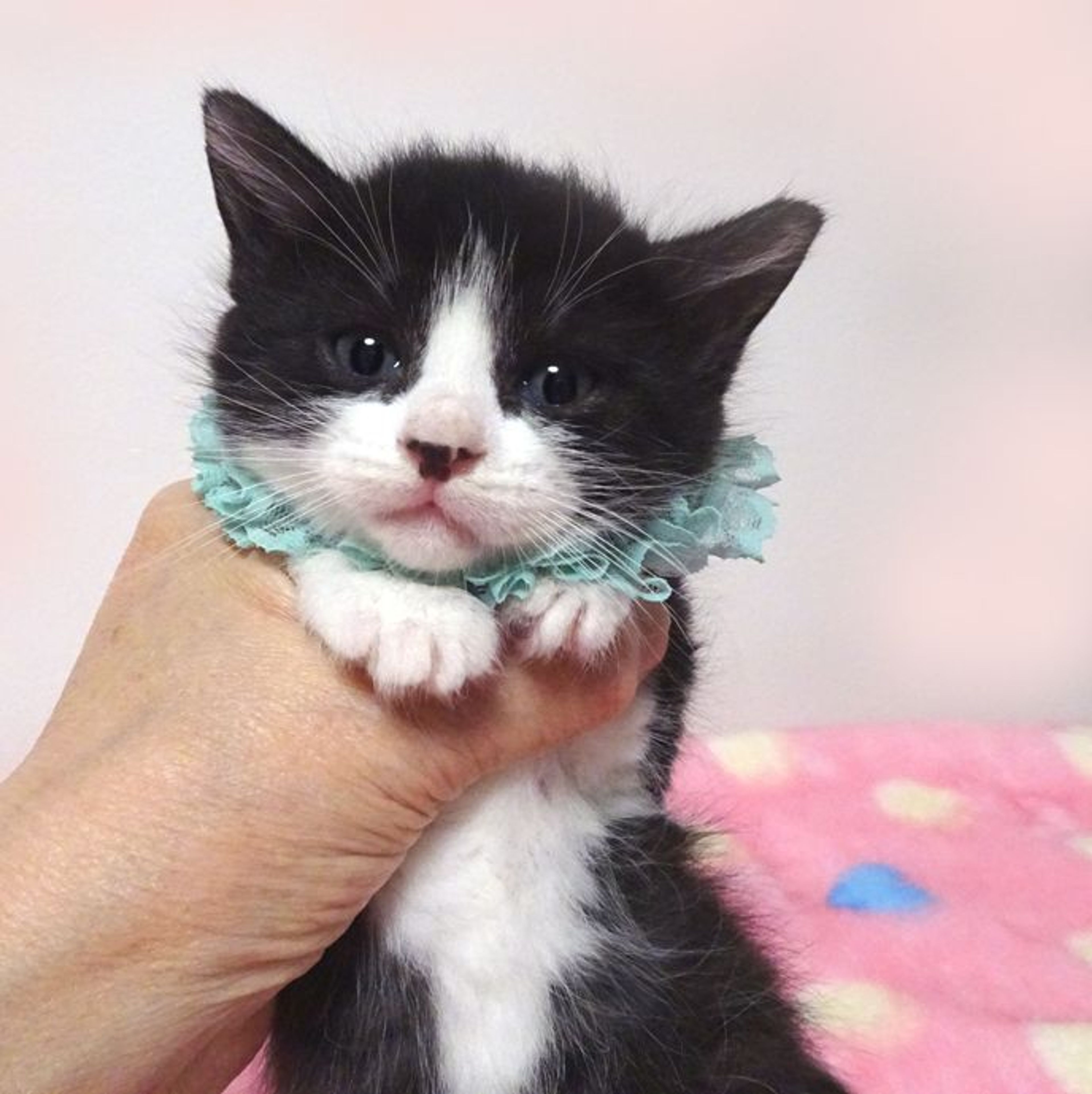 雑種（ミックス猫）・オスの里親募集の写真
