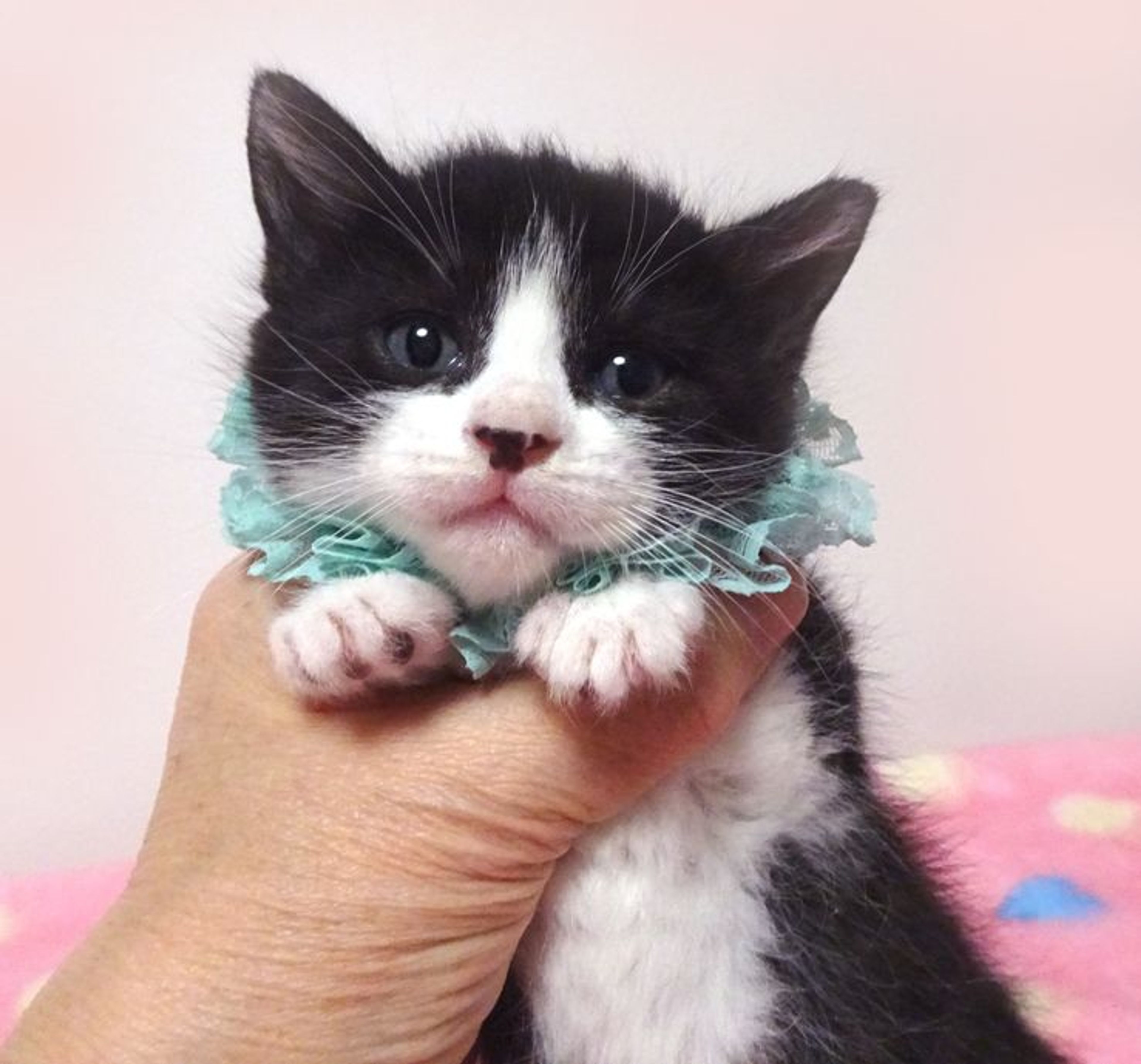 pet-image-2