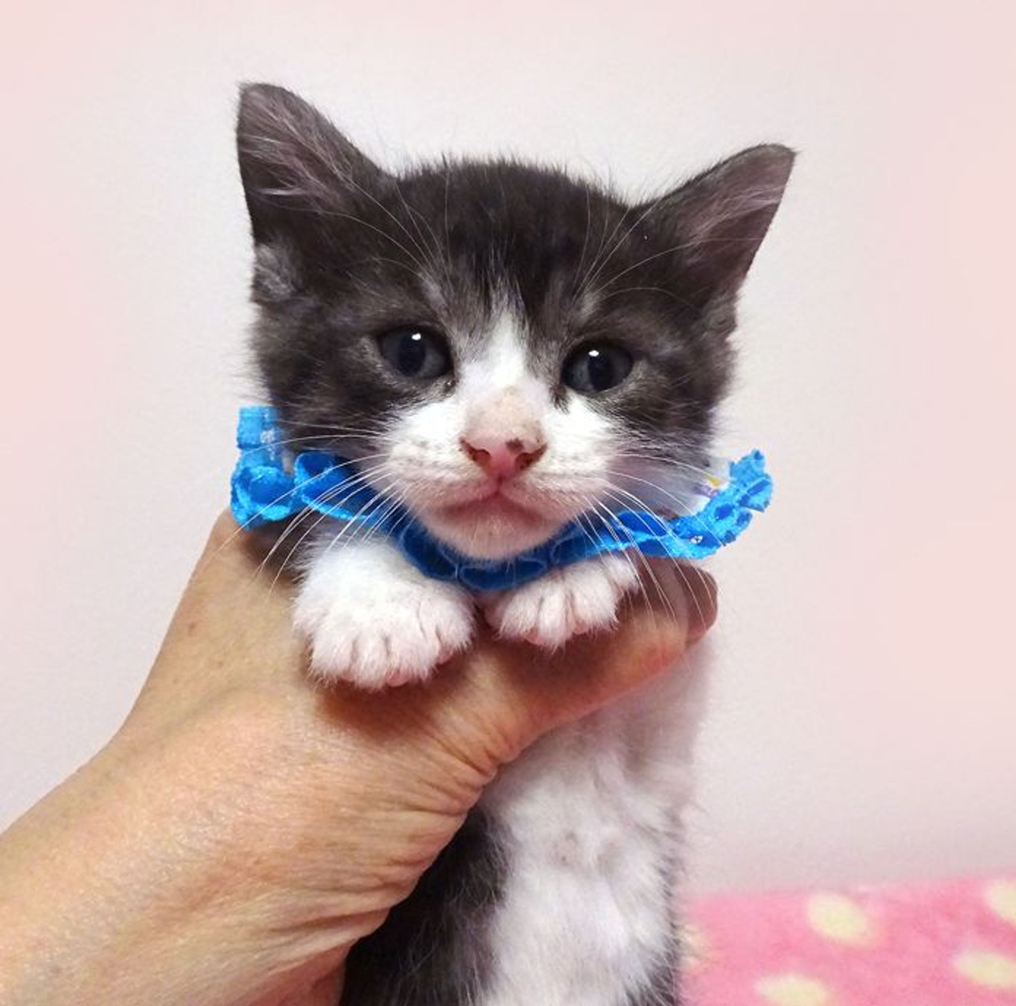 雑種（ミックス猫）・オスの里親募集の写真
