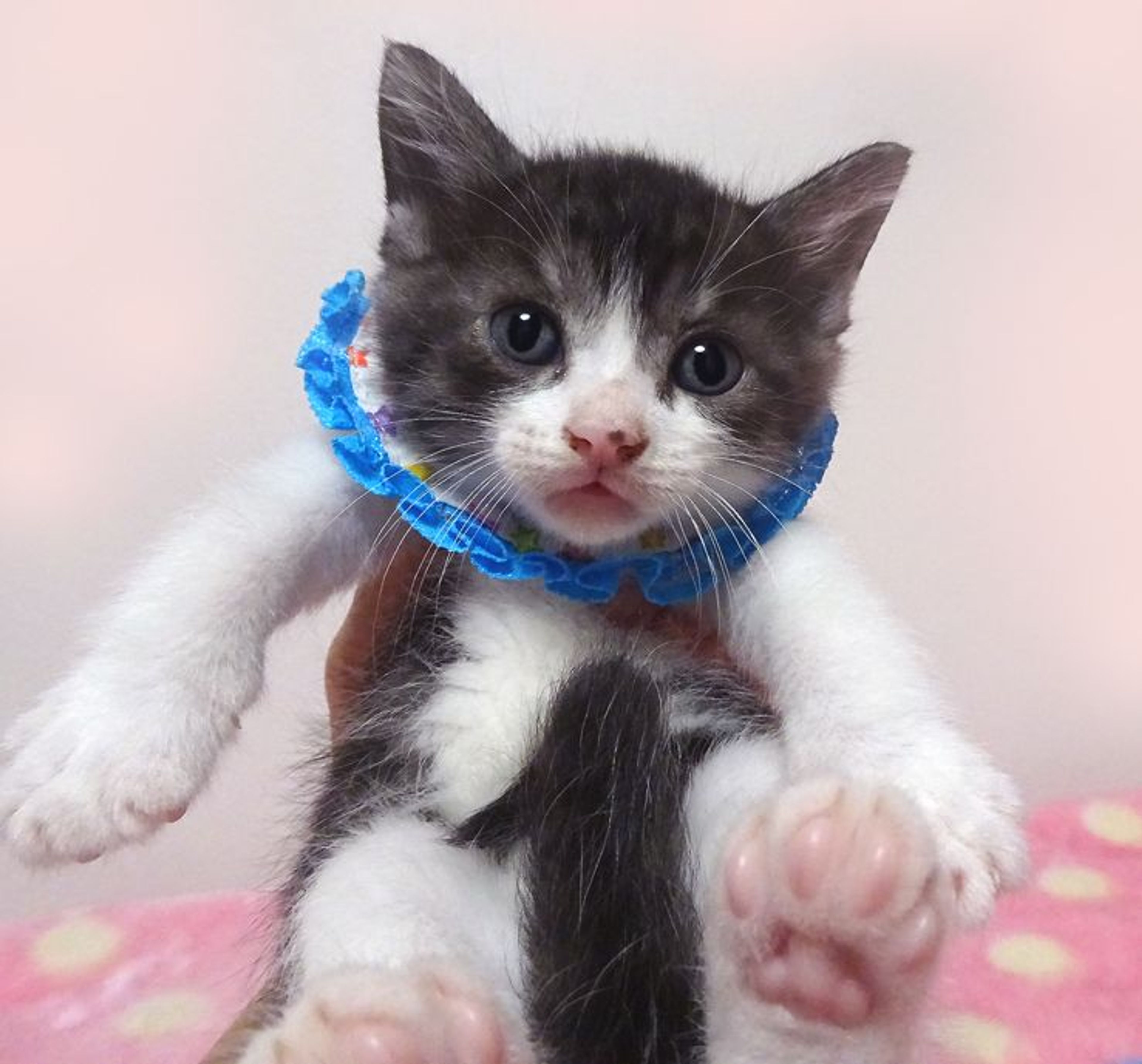 pet-image-3
