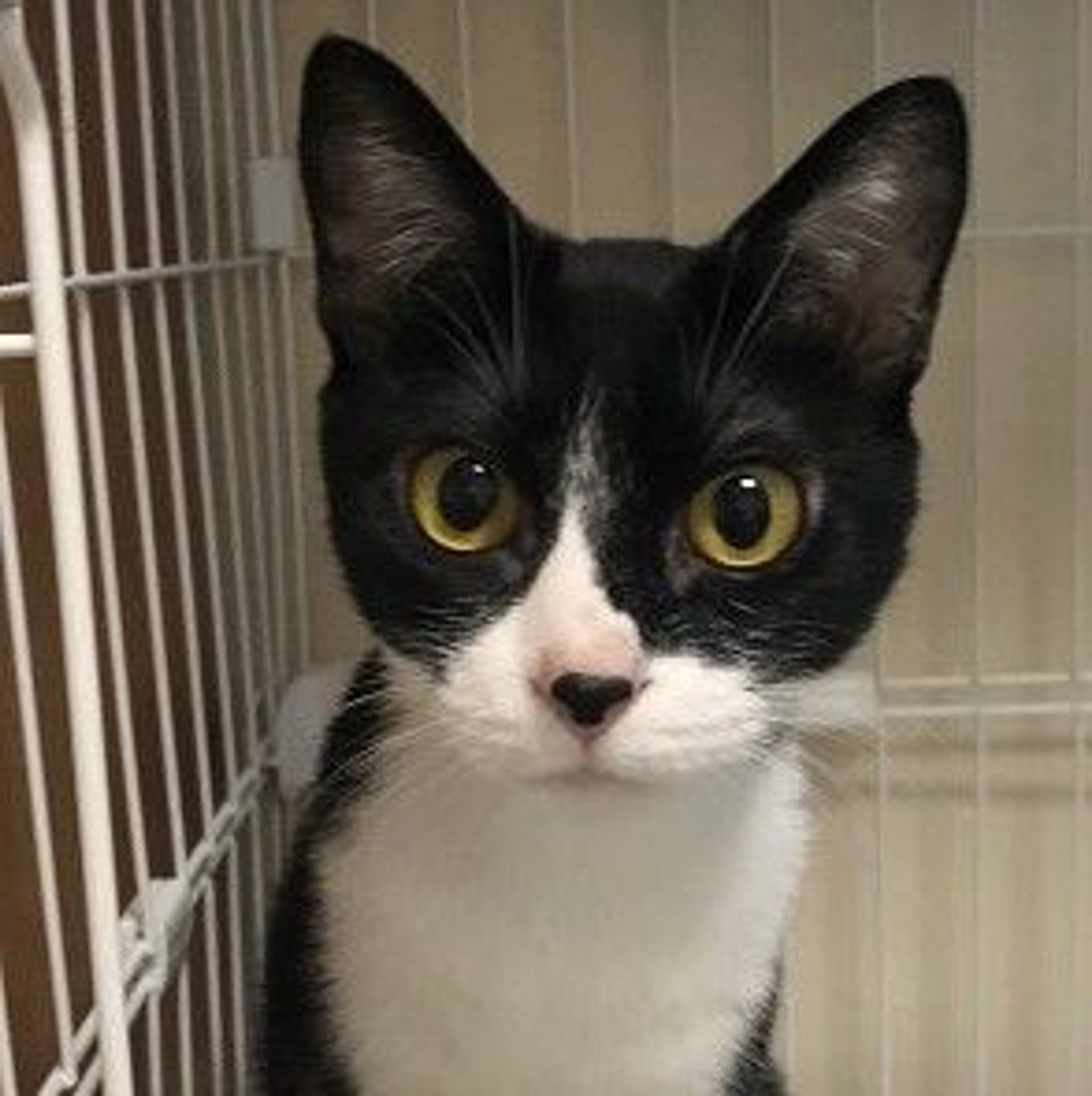 雑種（ミックス猫）・メスの里親募集の写真