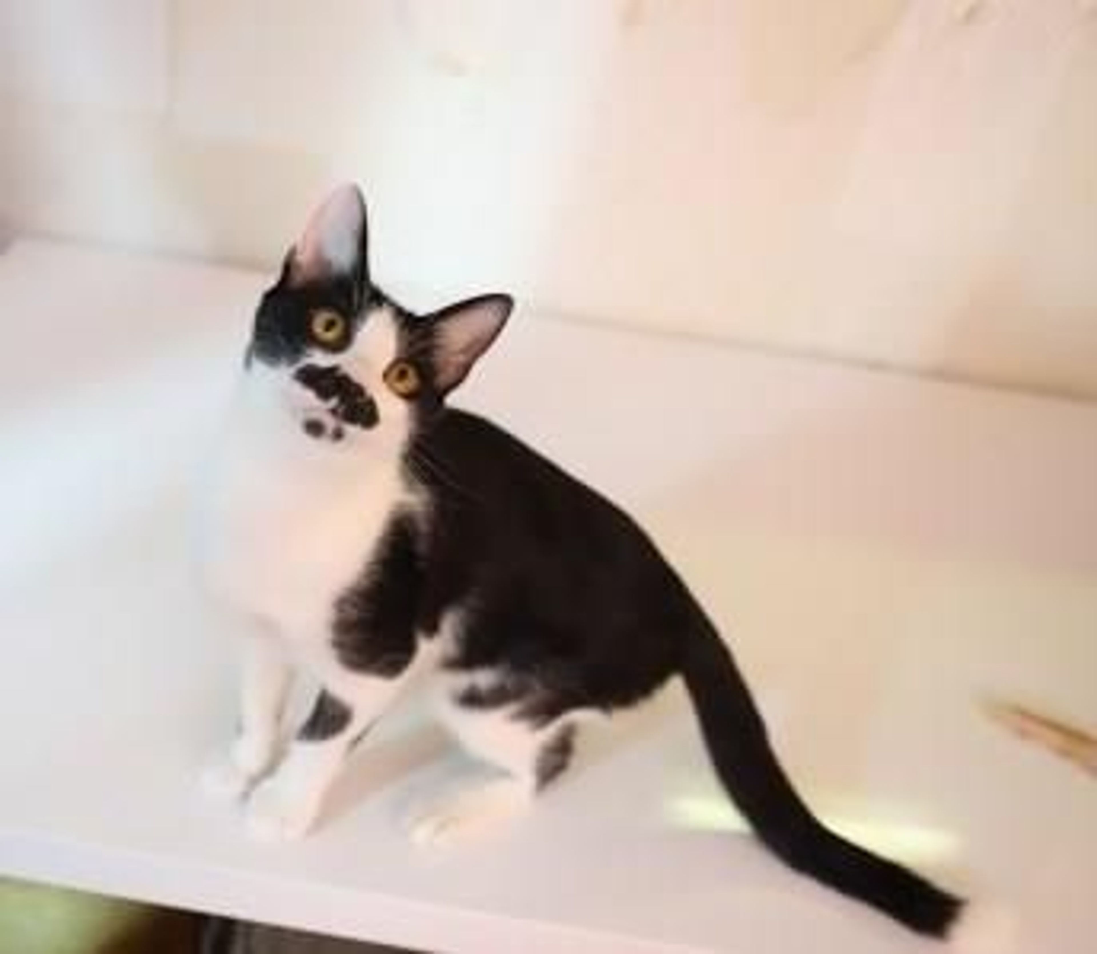雑種（ミックス猫）・オスの里親募集の写真